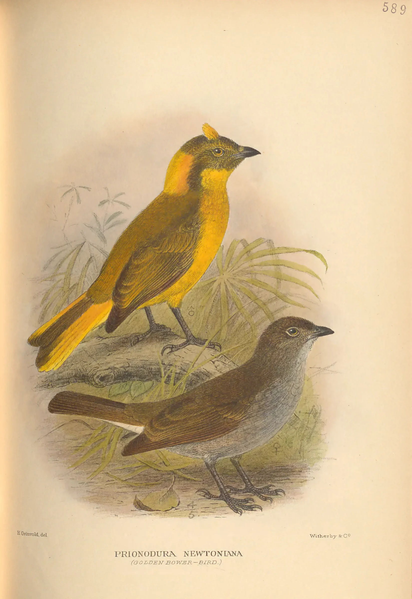 Historical bird plate: Golden Bowerbird