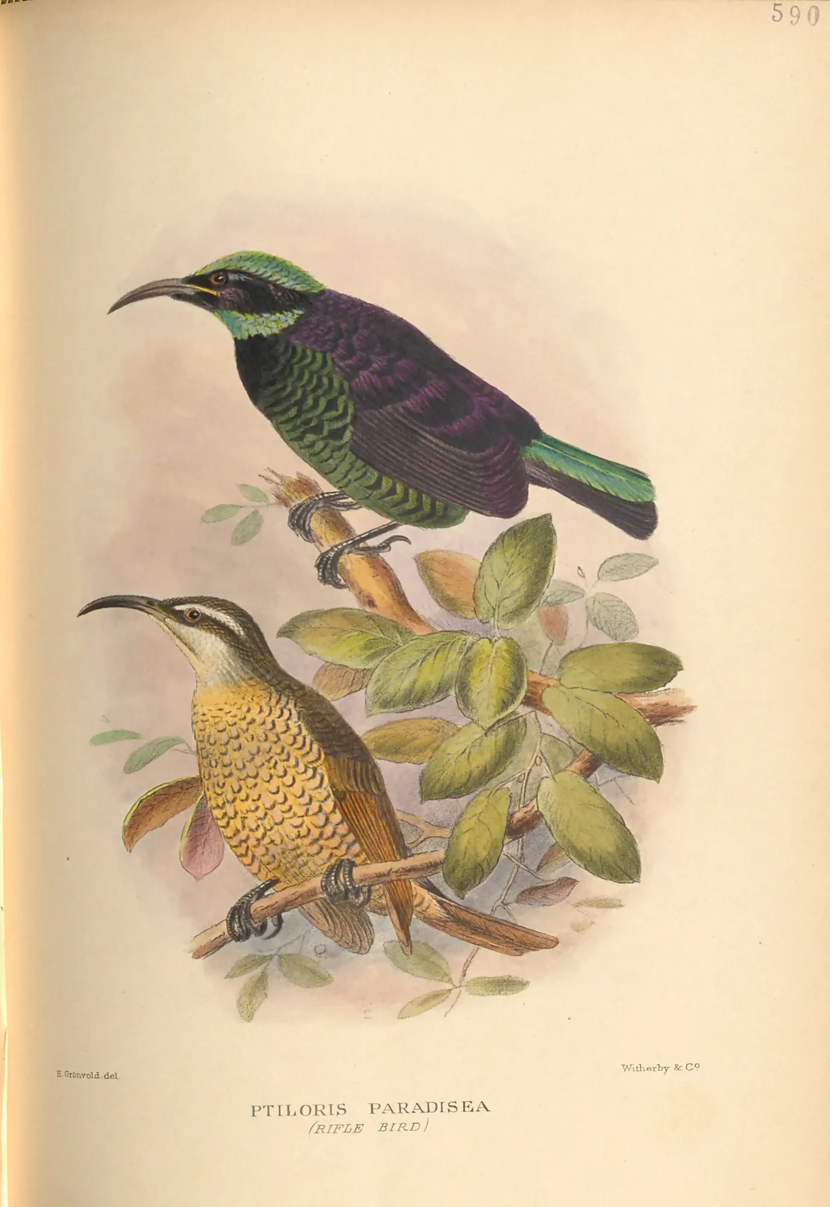 Historical bird plate: Paradise Riflebird