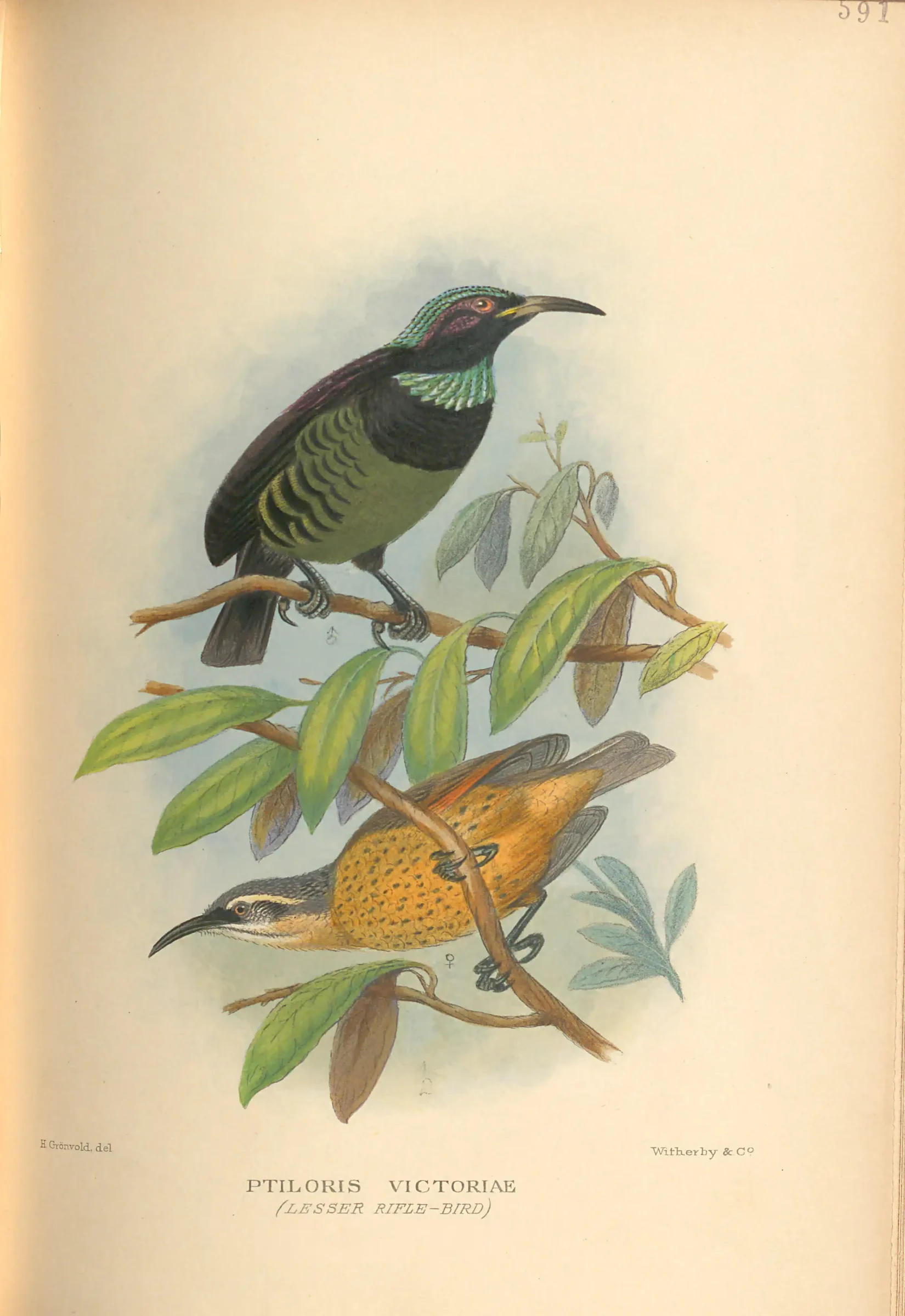 Historical bird plate: Victoria's Riflebird