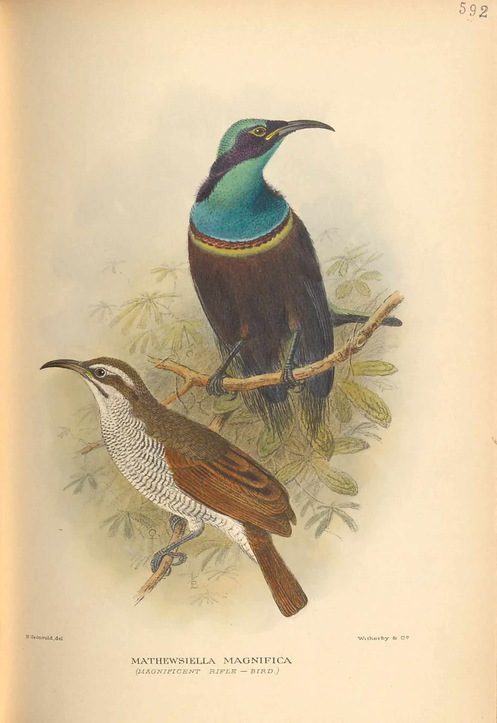 Historical bird plate: Magnificent Riflebird