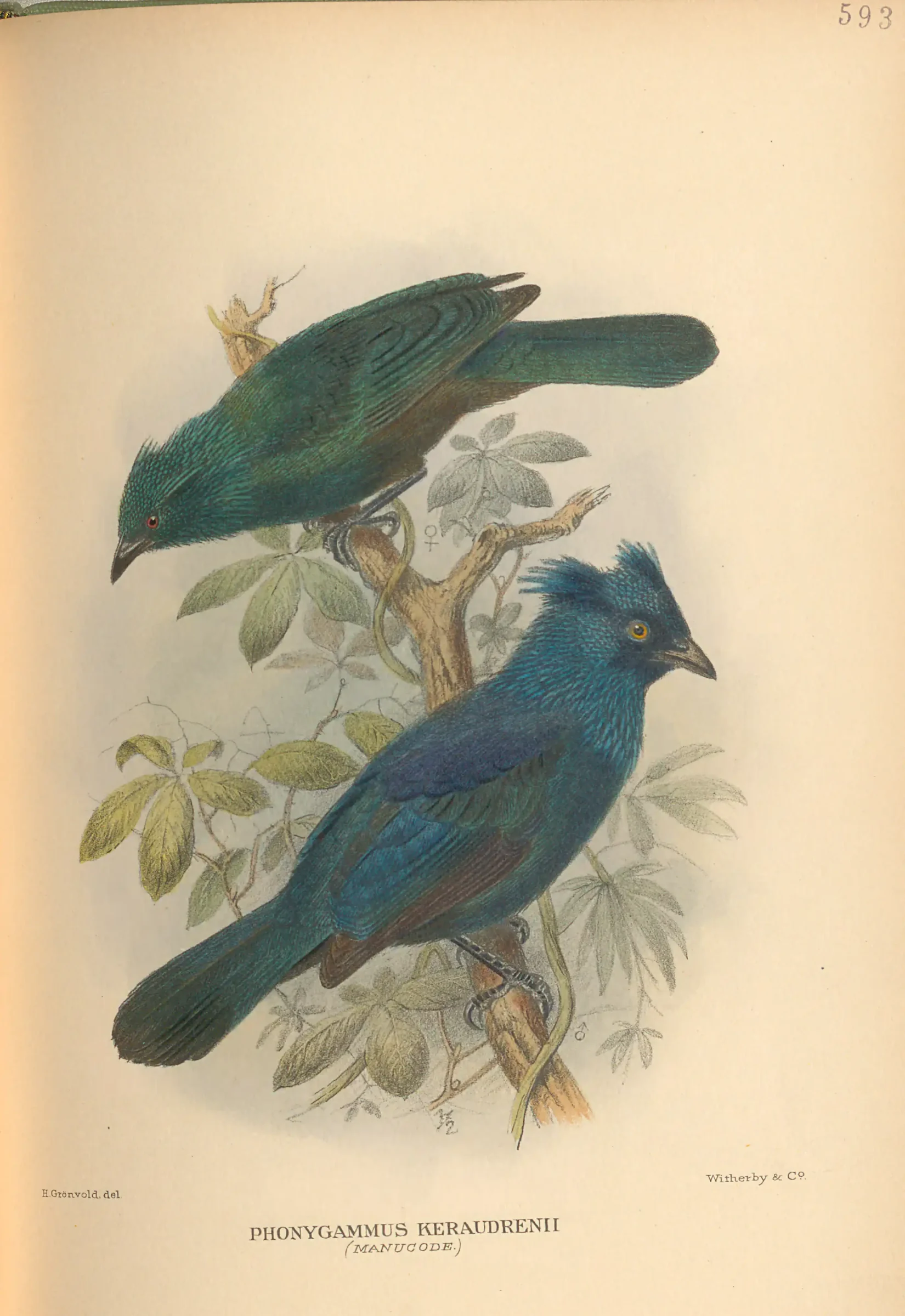 Historical bird plate: Trumpet Manucode