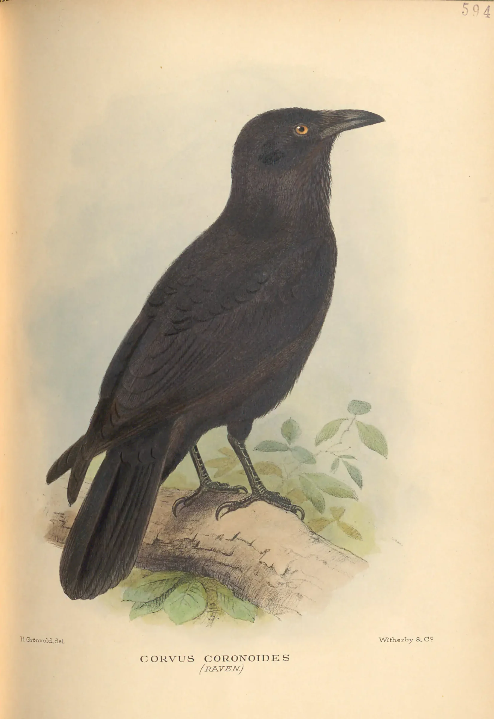 Historical bird plate: Australian Raven