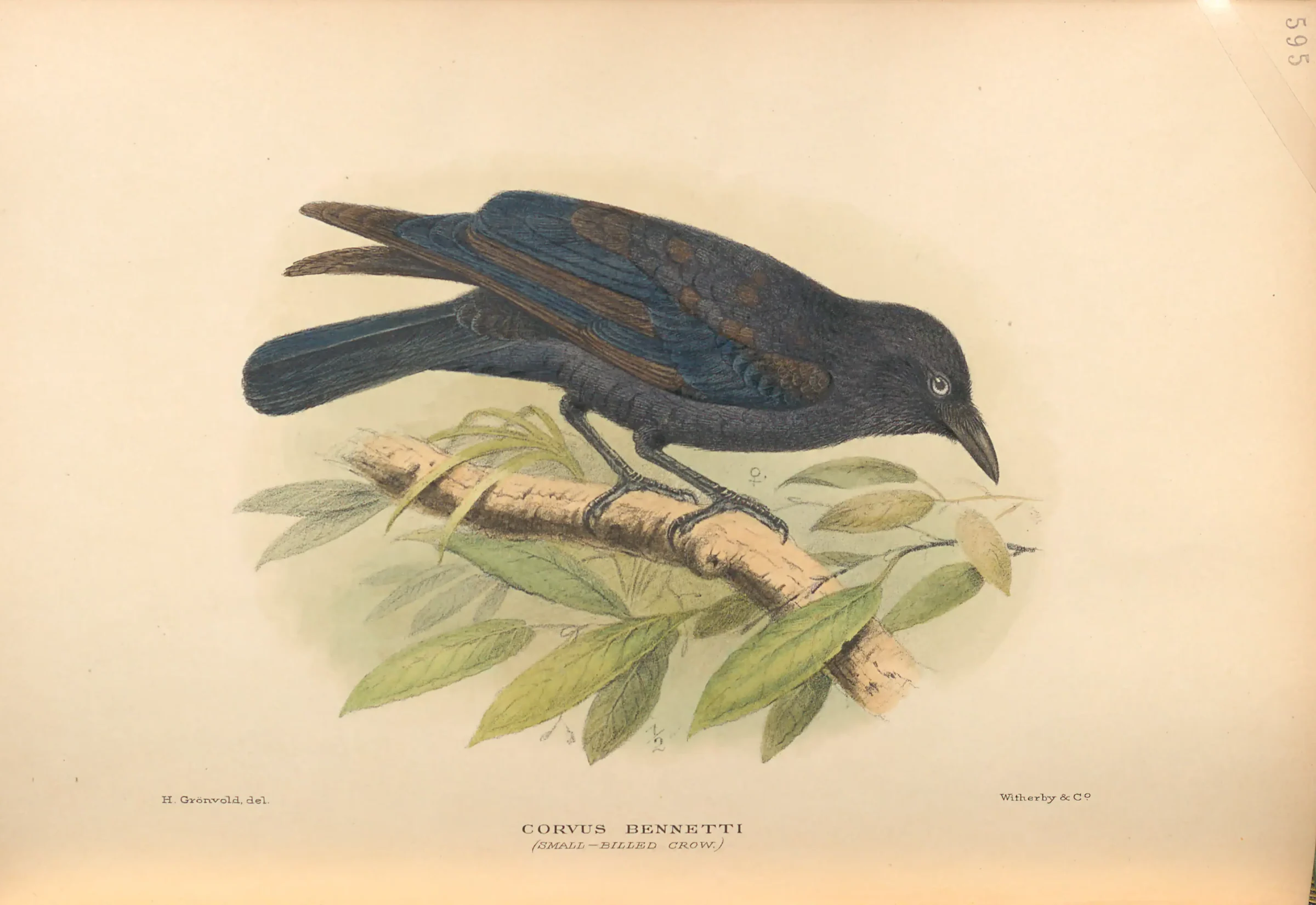 Historical bird plate: Little Crow