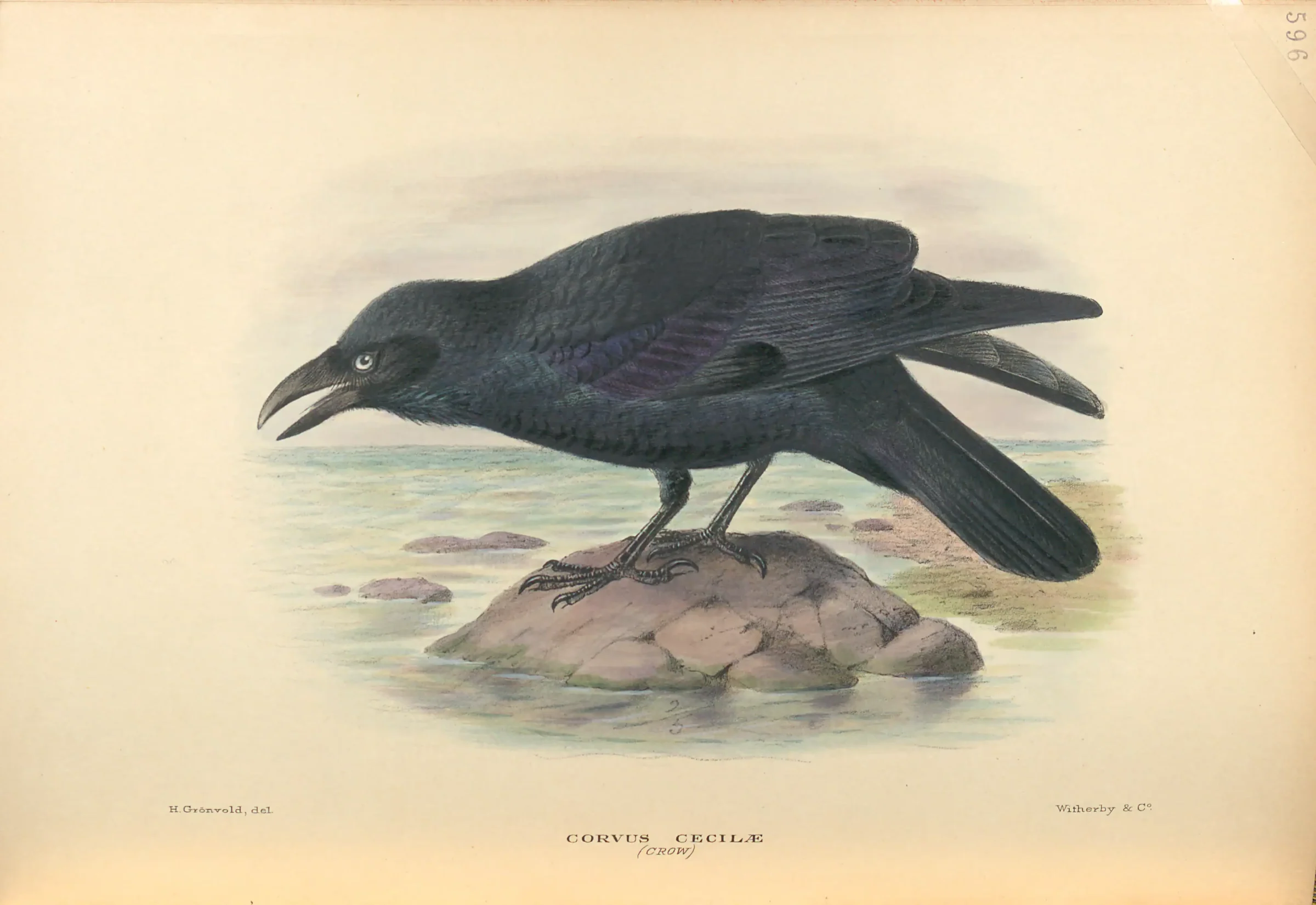 Historical bird plate: Torresian Crow