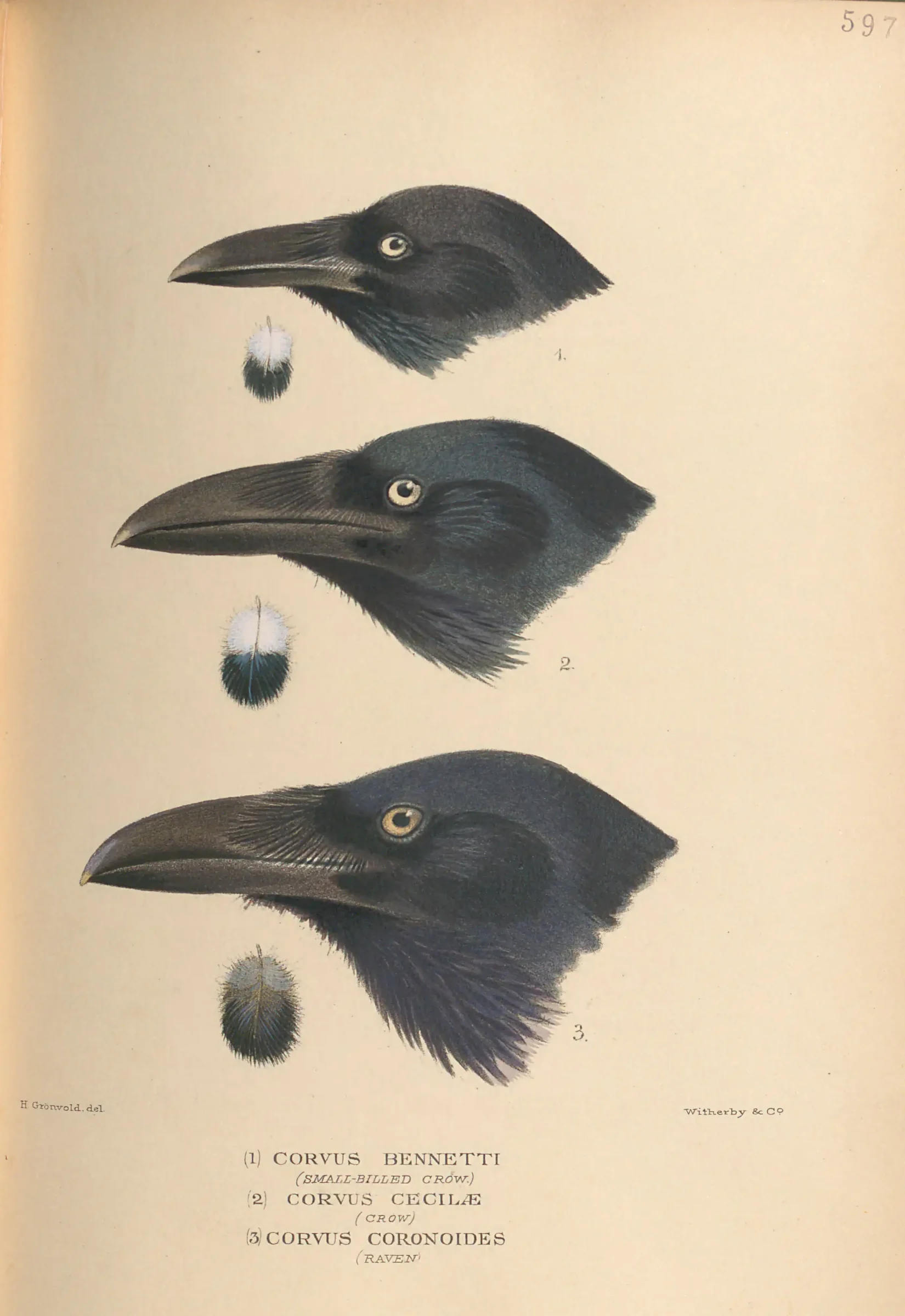 Historical bird plate: Australian Raven