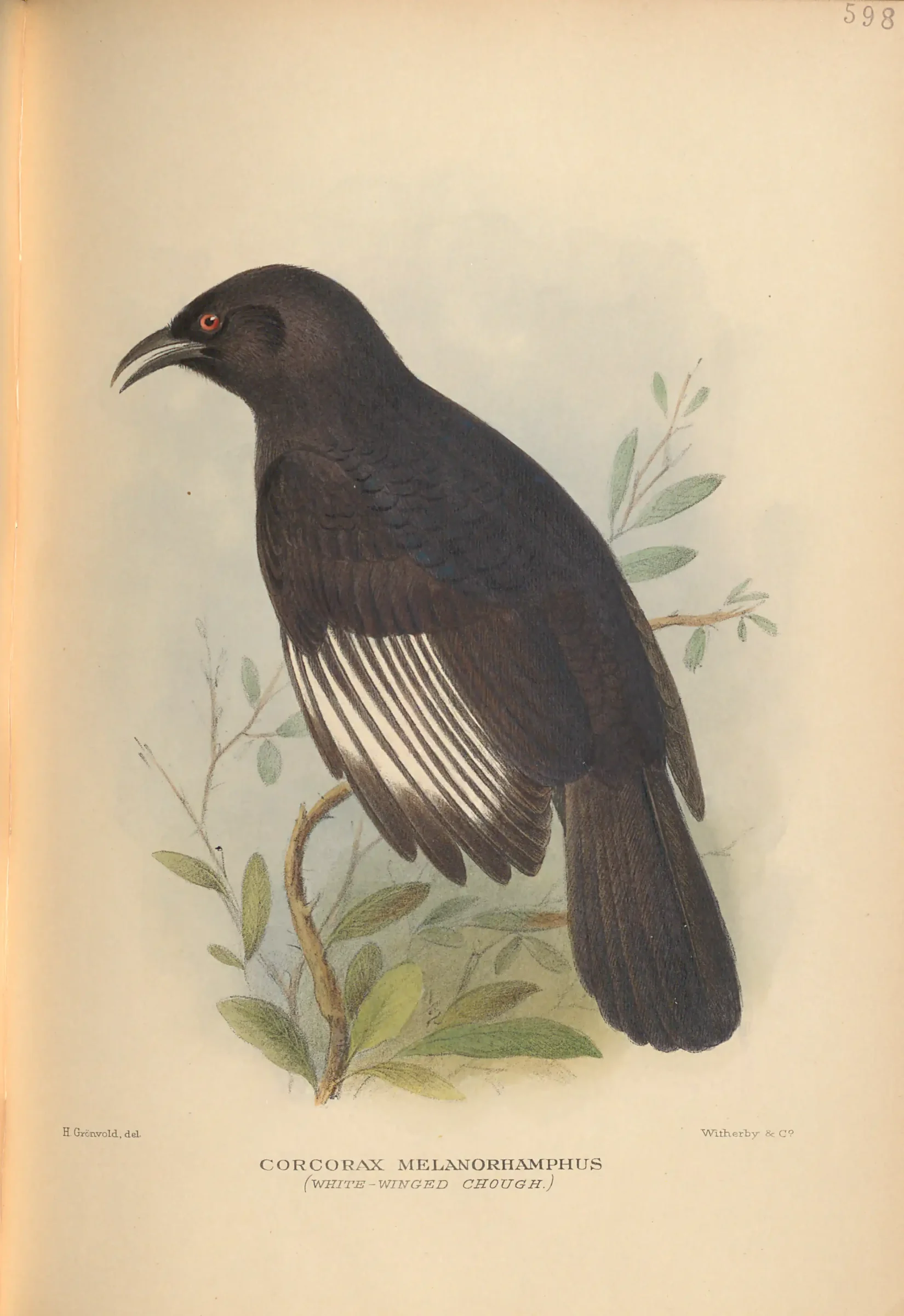 Historical bird plate: White-winged Chough