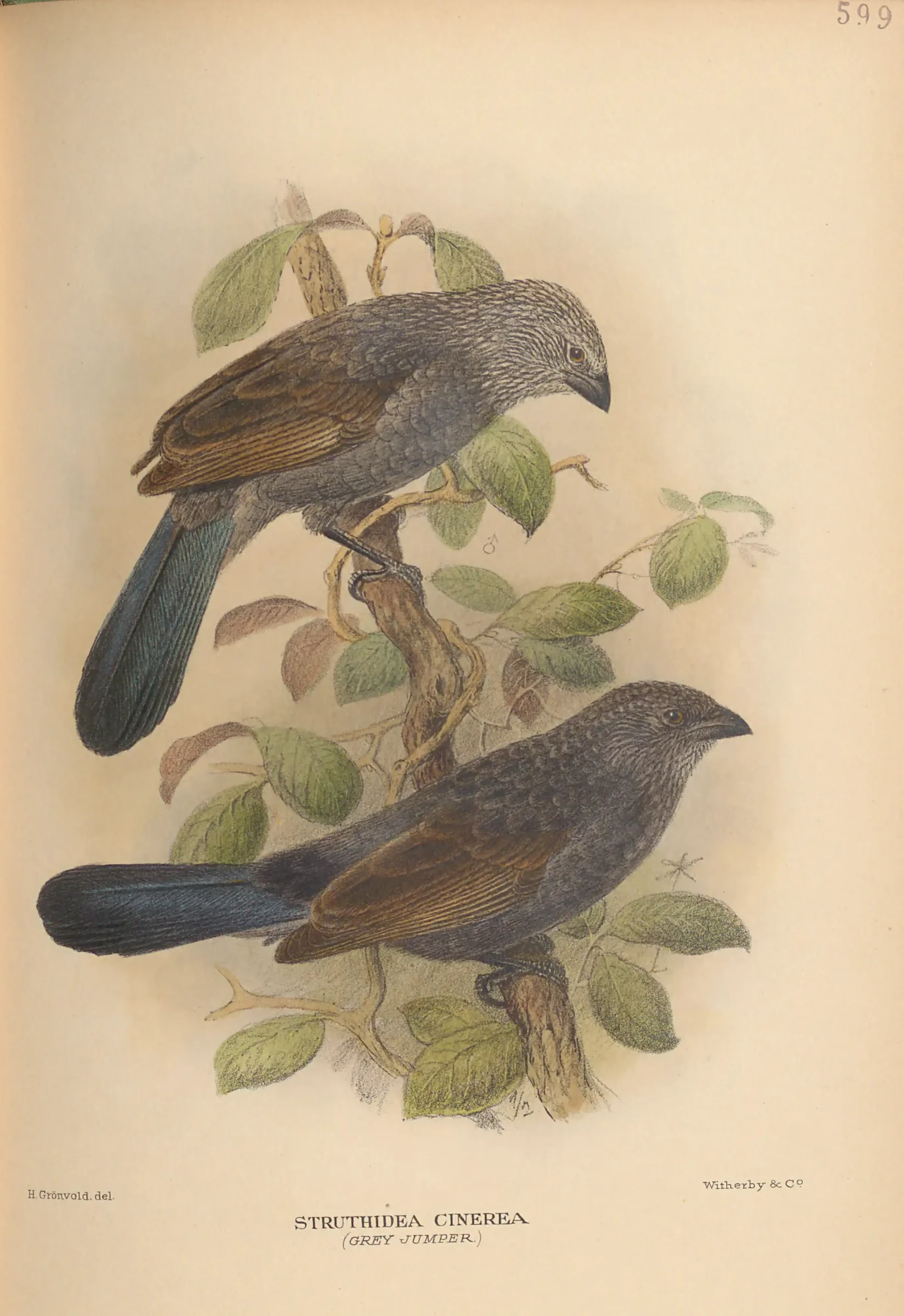 Historical bird plate: Apostlebird
