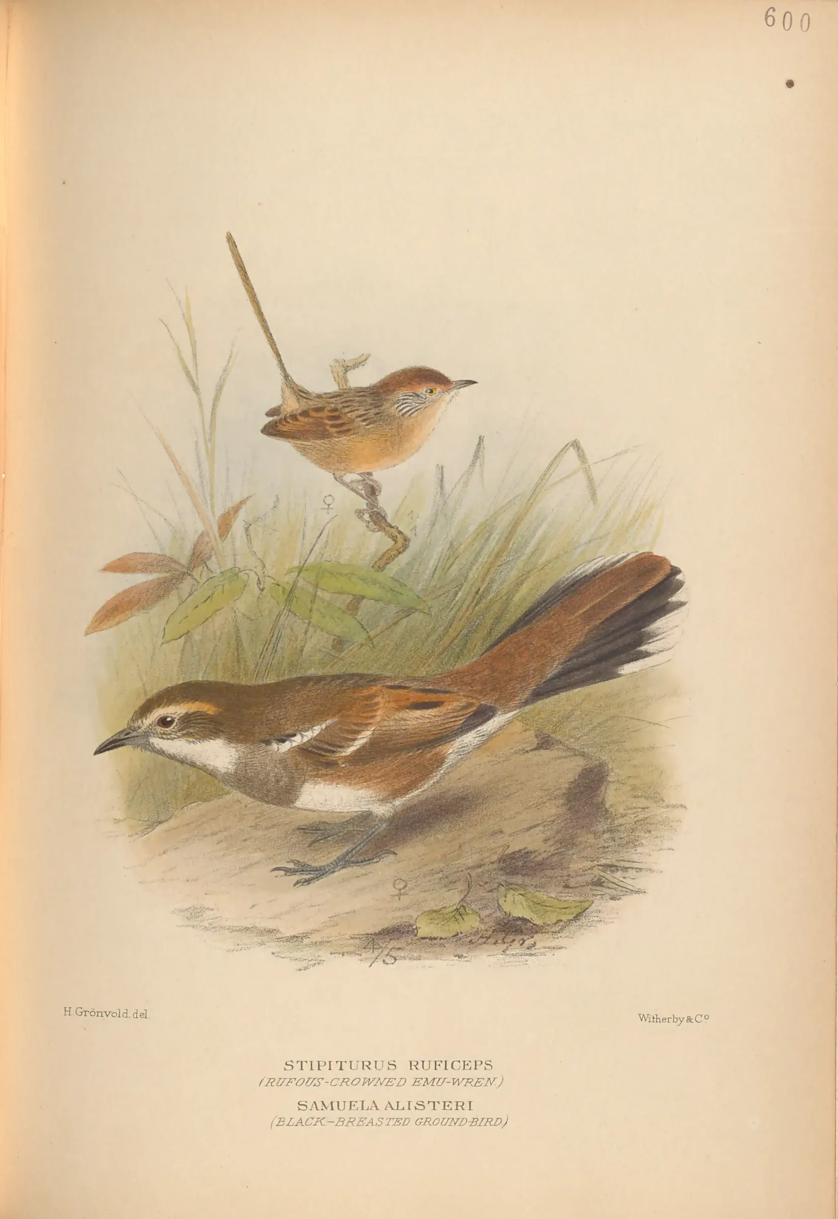 Historical bird plate: Nullarbor Quail-thrush