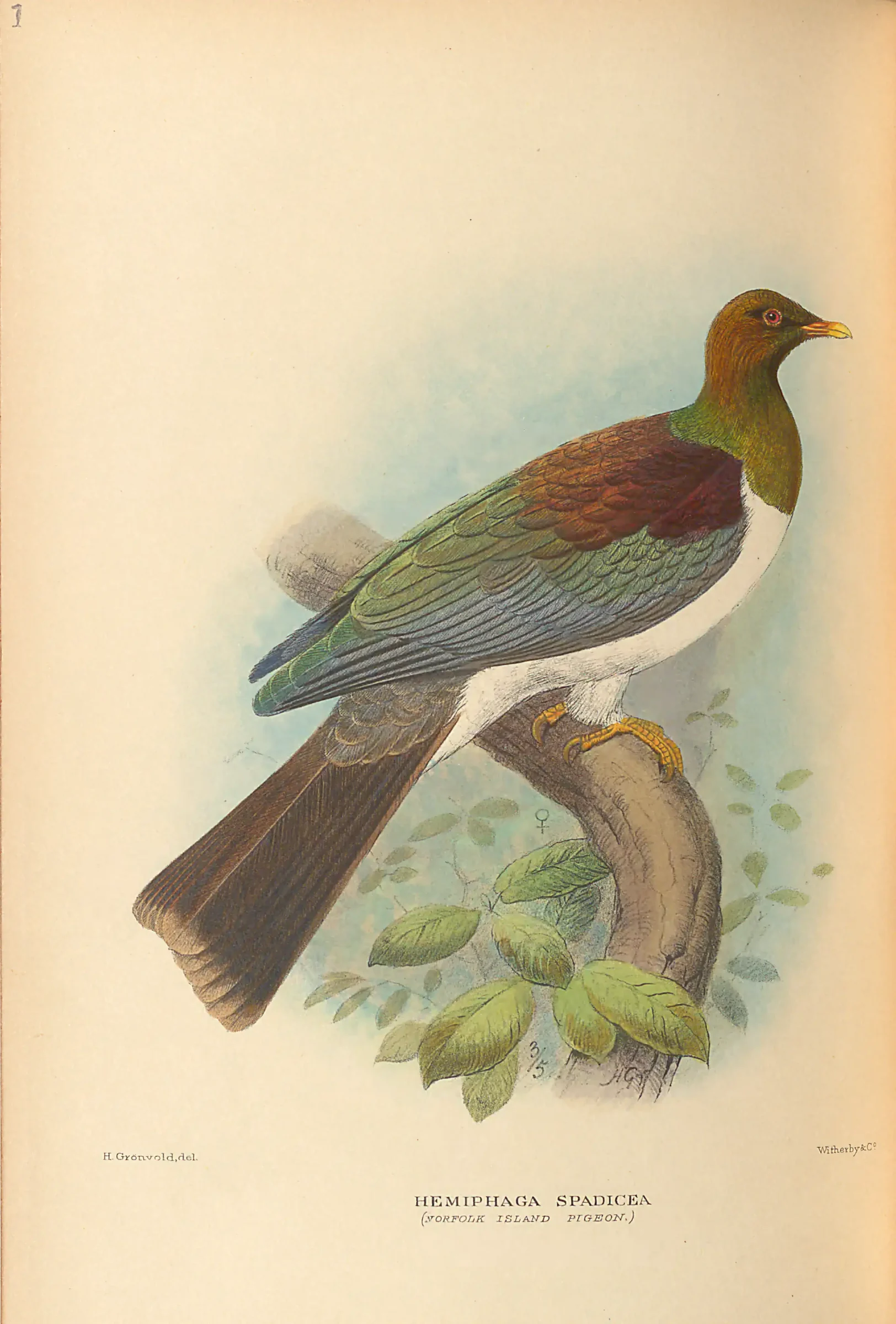 Historical bird plate: New Zealand Pigeon
