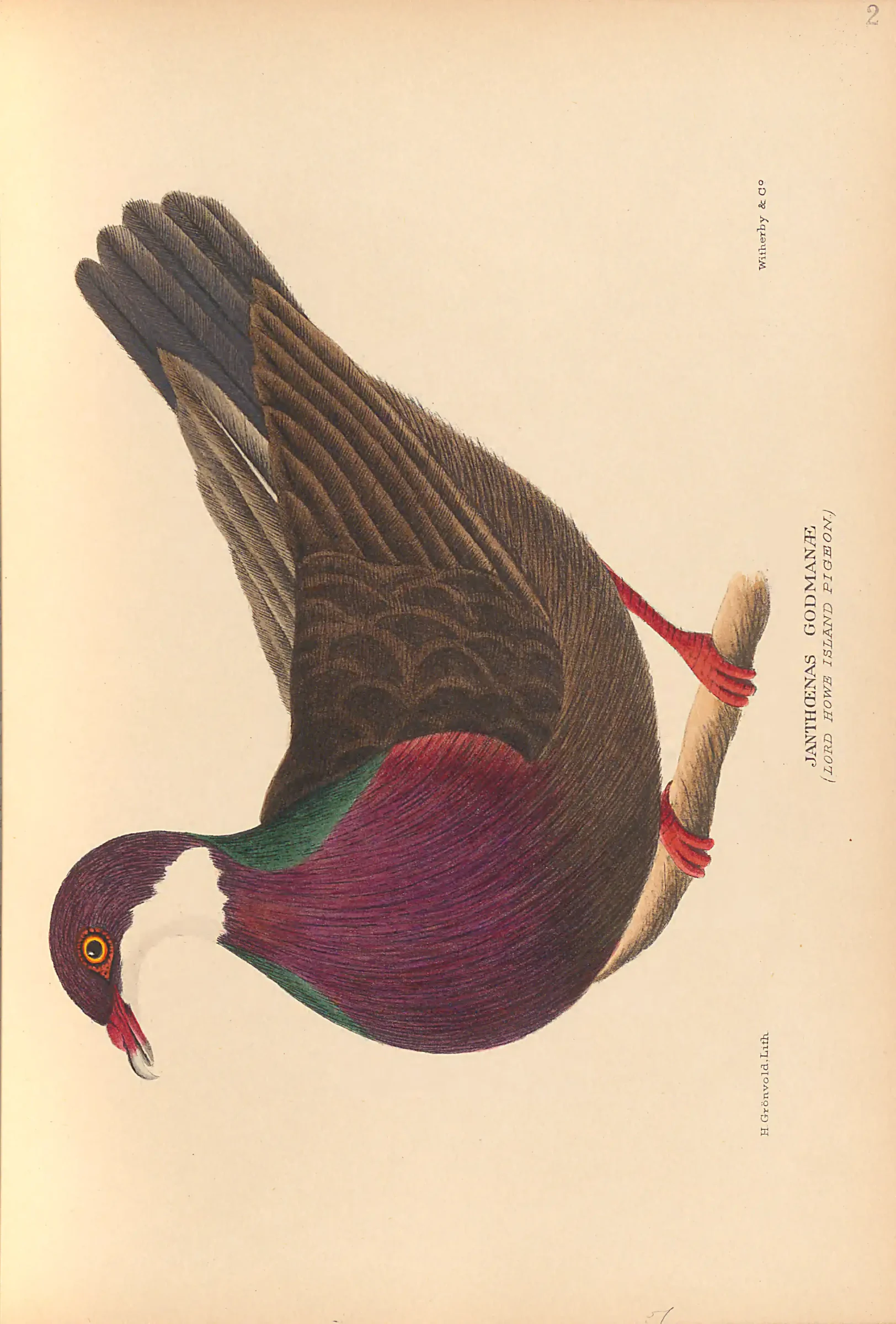 Historical bird plate: Identification needs research