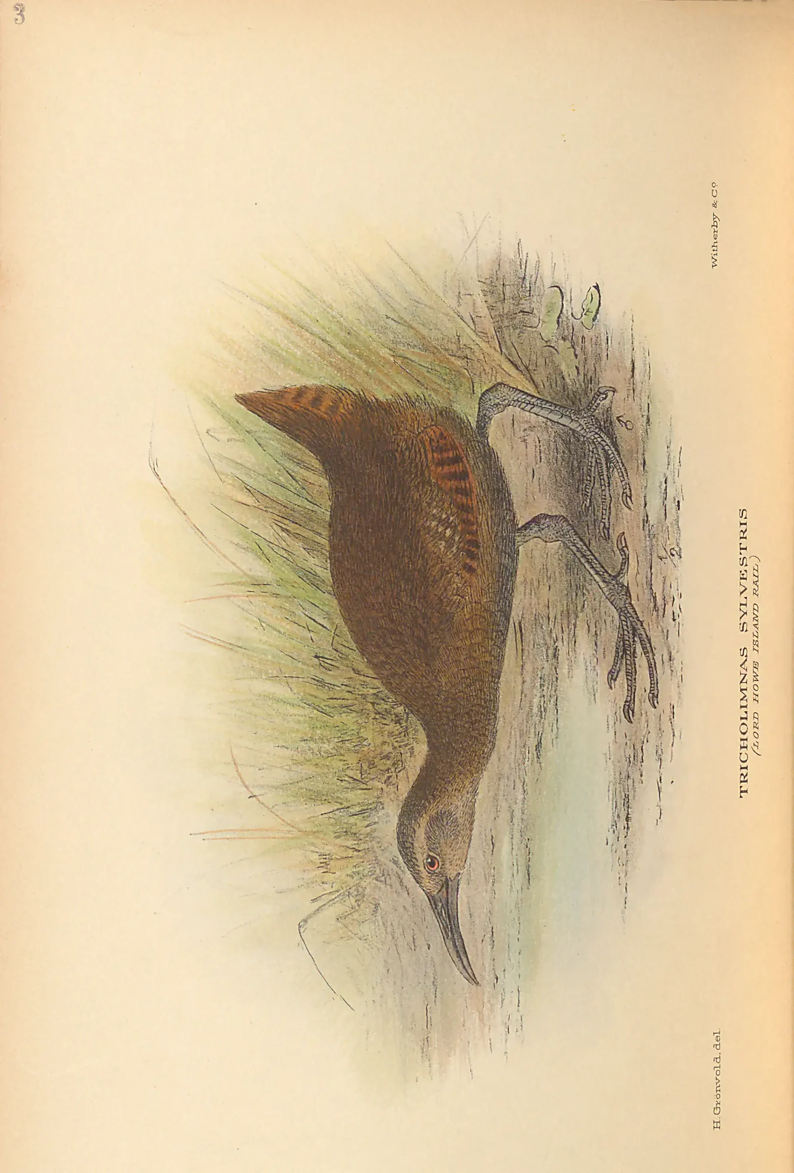 Historical bird plate: Identification needs research