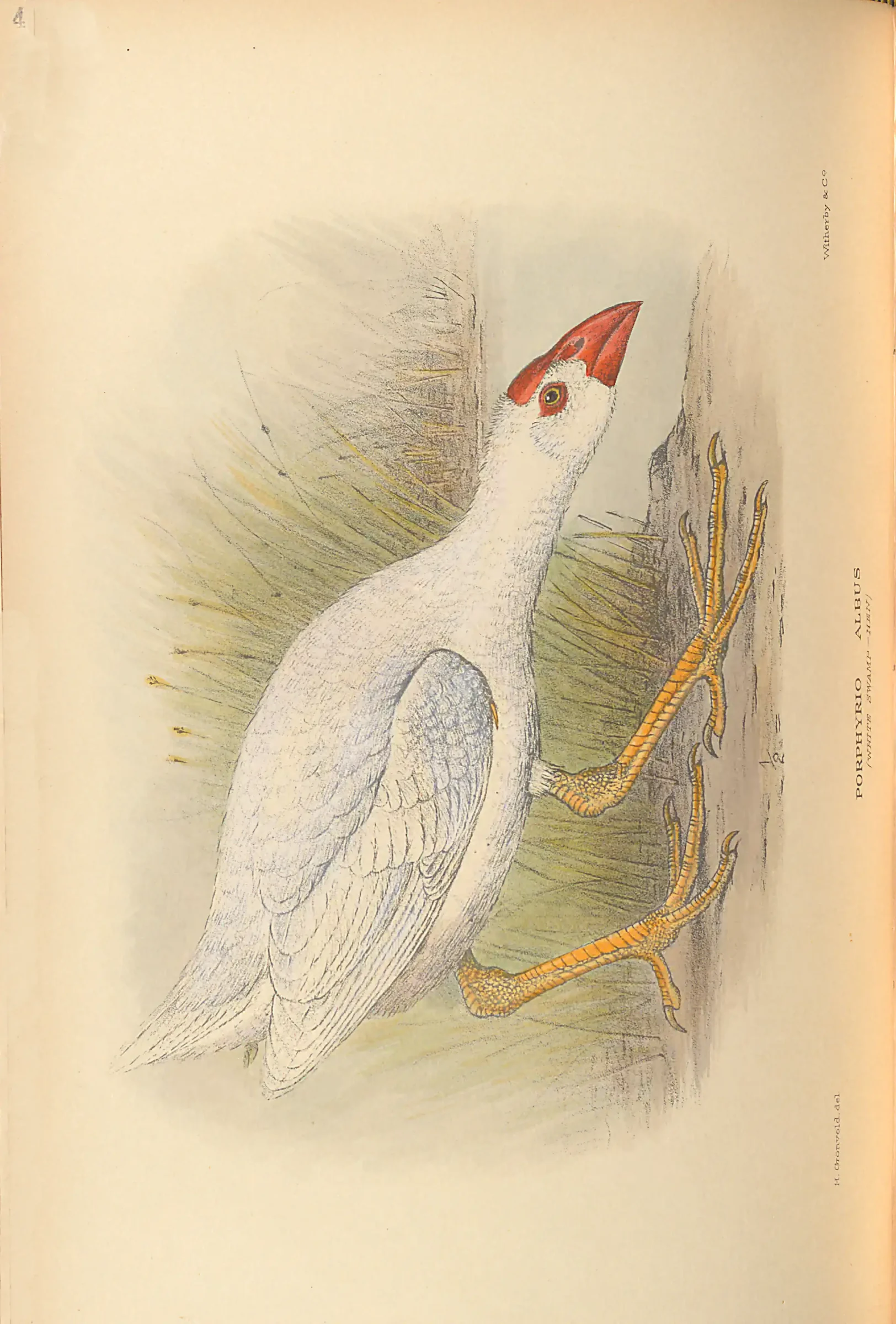 Historical bird plate: Identification needs research