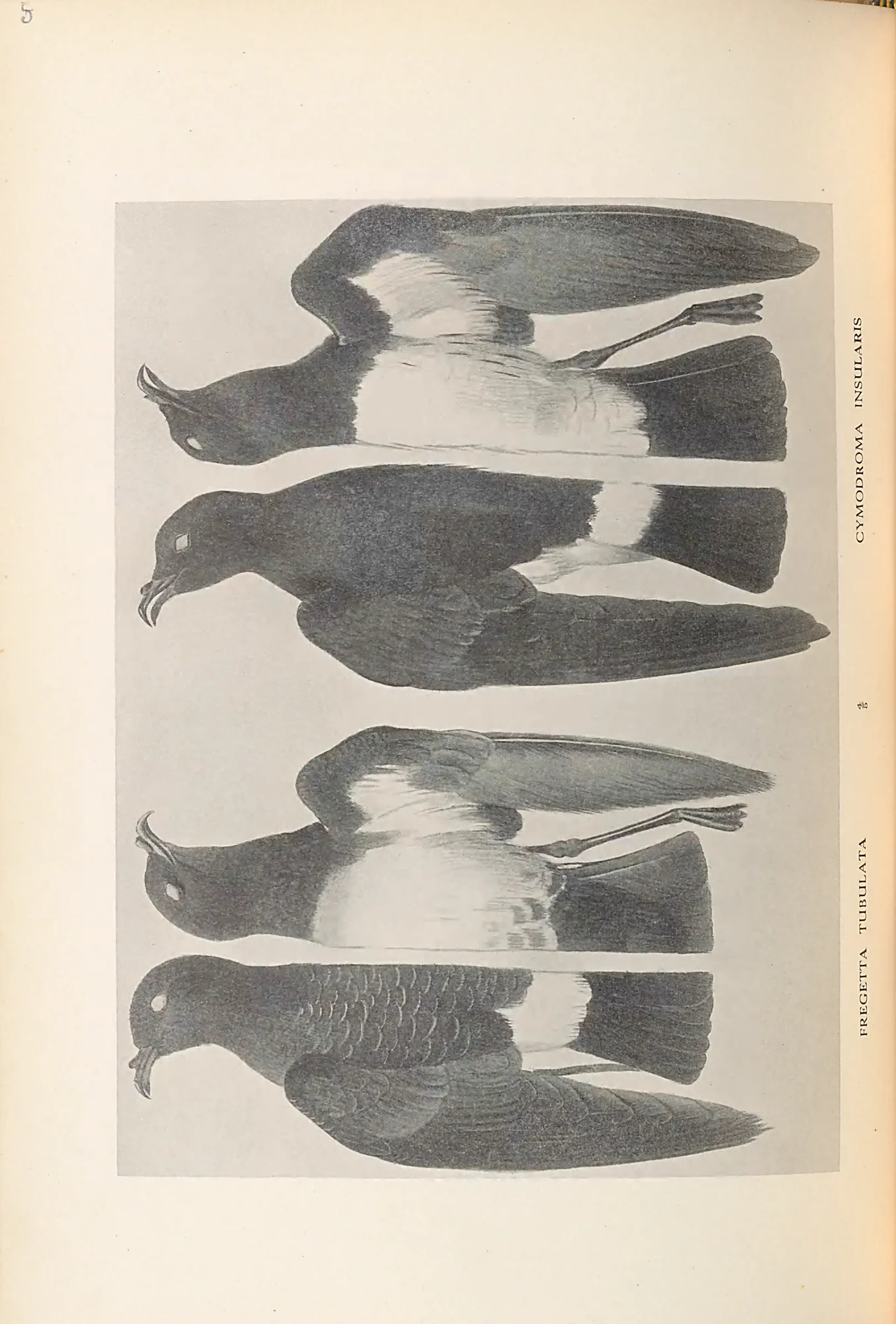 Historical bird plate: Identification needs research