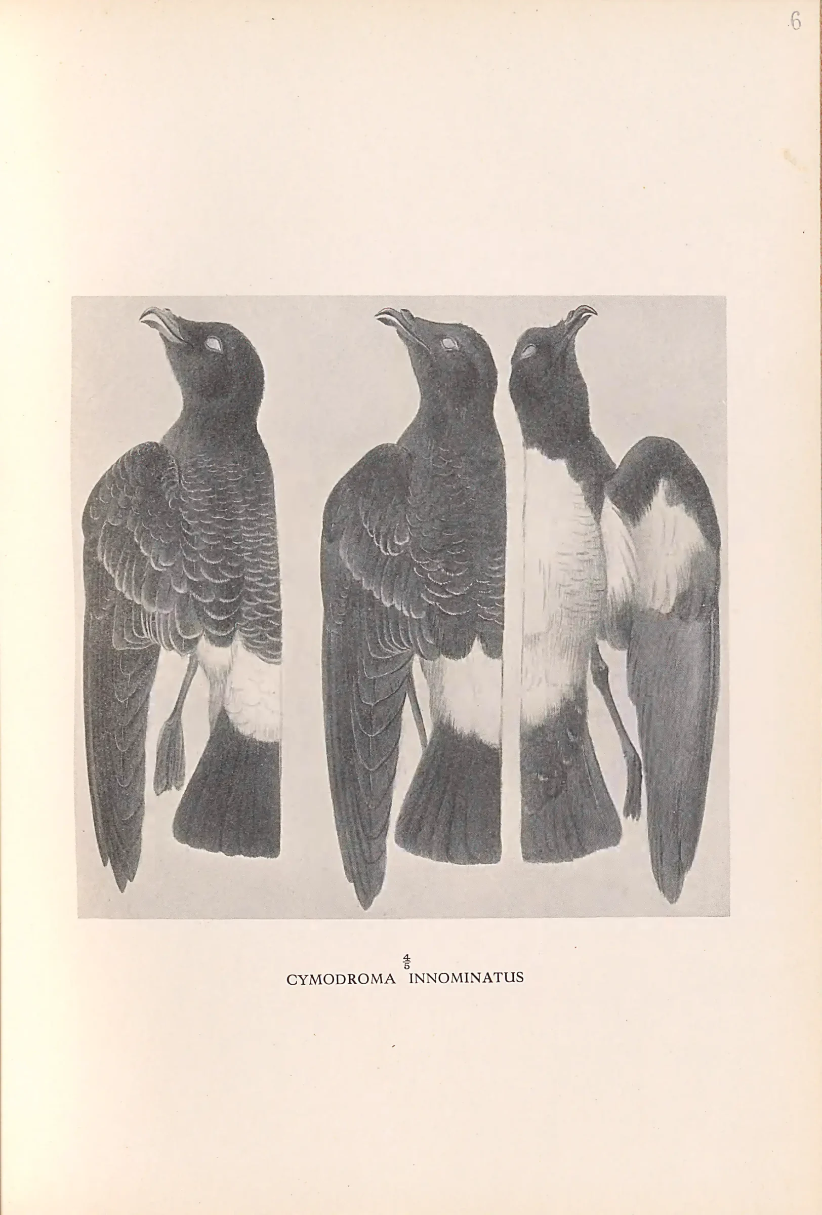 Historical bird plate: Identification needs research
