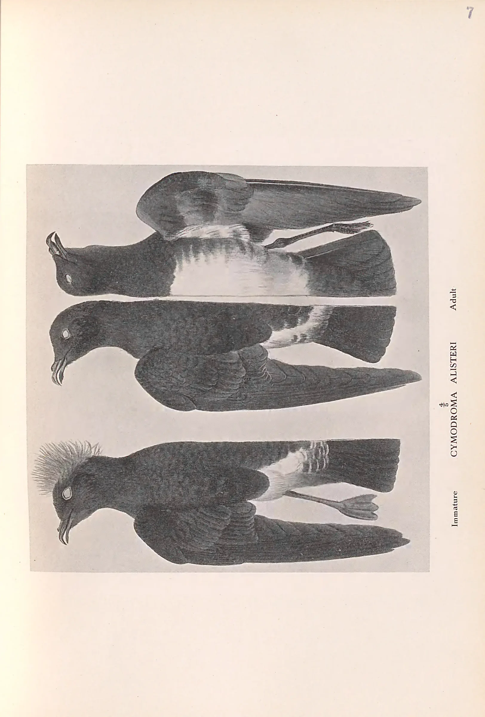 Historical bird plate: Identification needs research