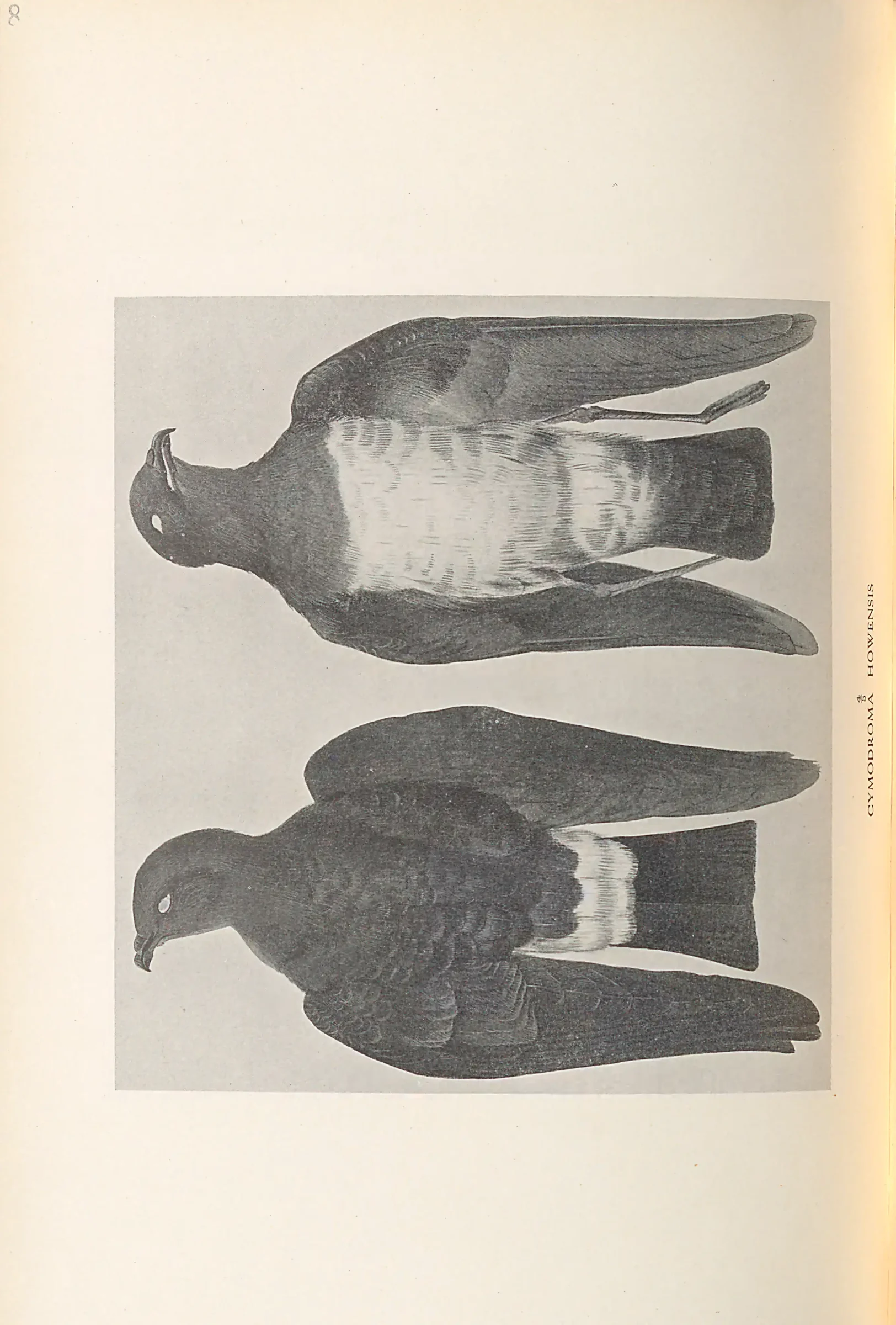 Historical bird plate: Identification needs research