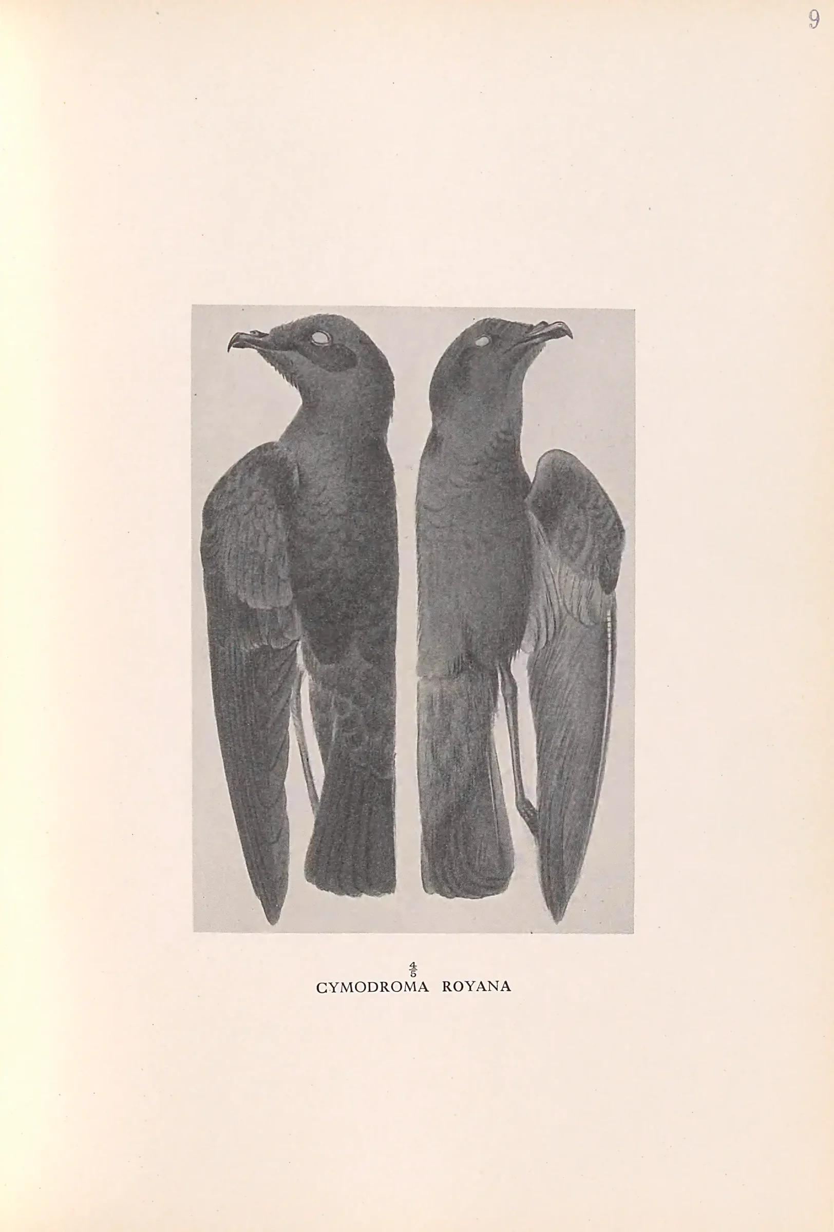 Historical bird plate: Identification needs research