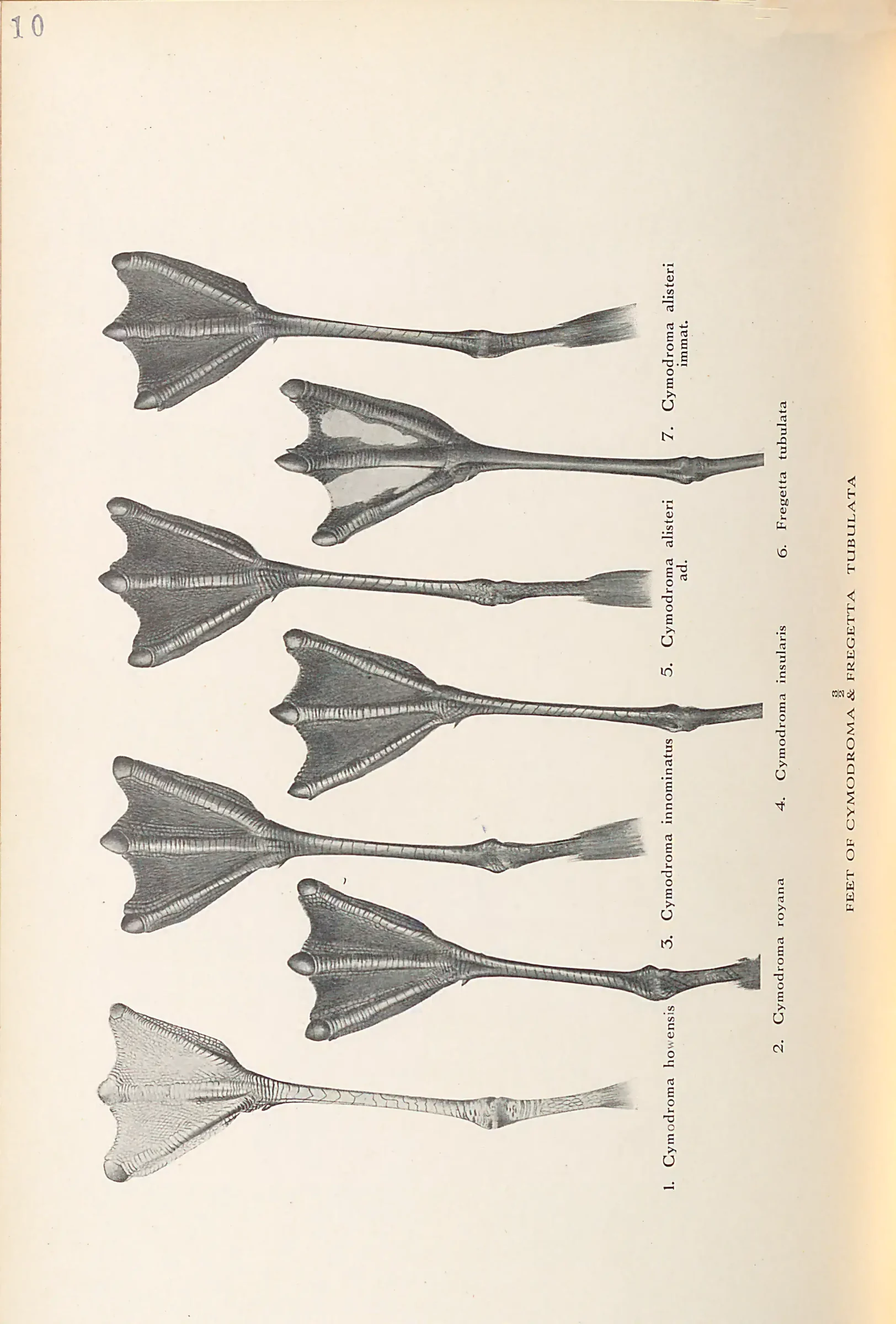 Historical bird plate: Identification needs research