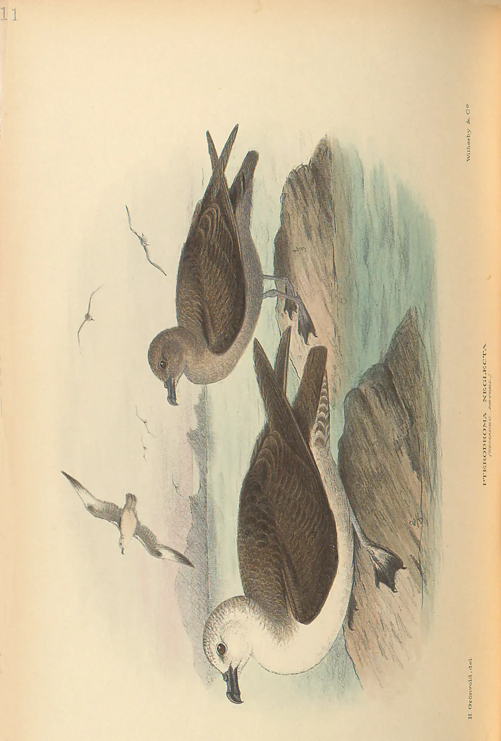 Historical bird plate: Identification needs research