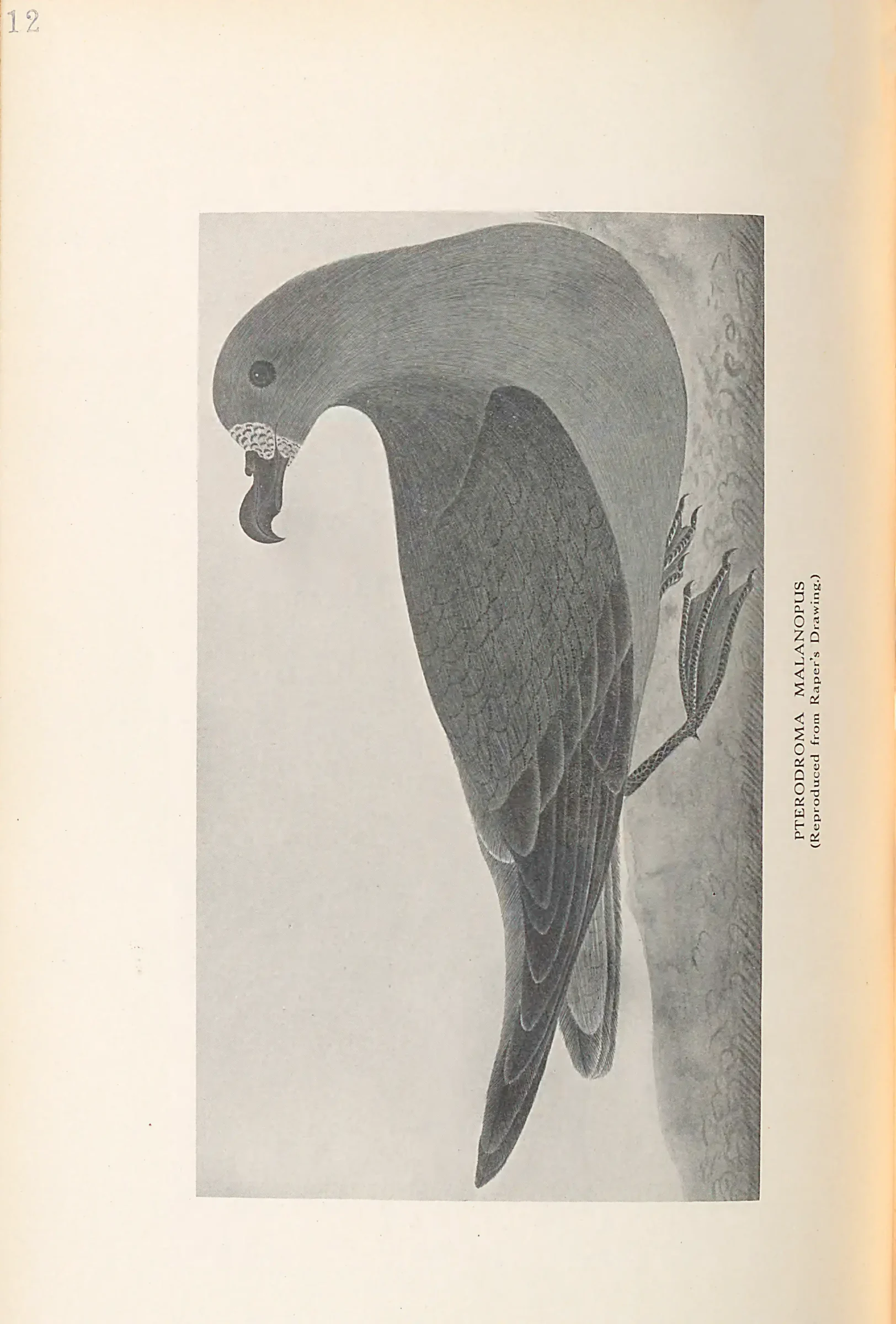 Historical bird plate: Identification needs research