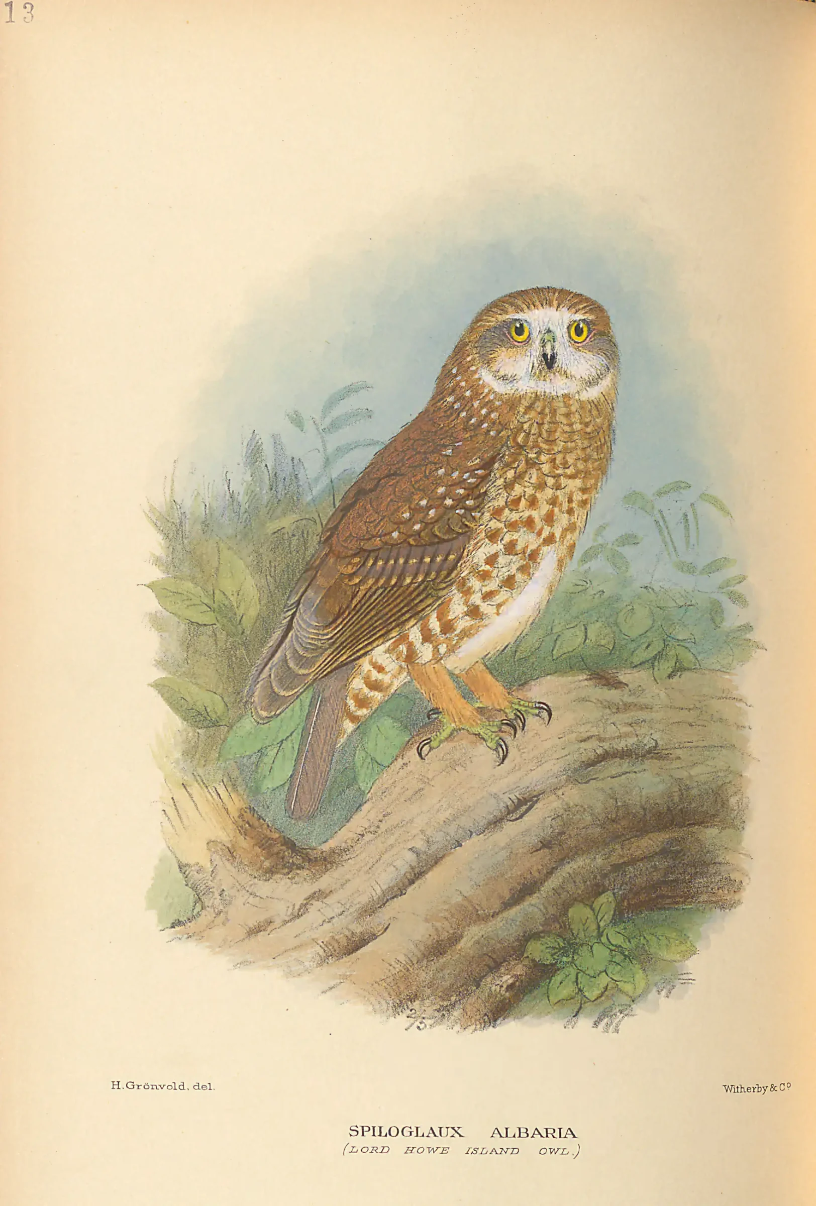 Historical bird plate: Identification needs research