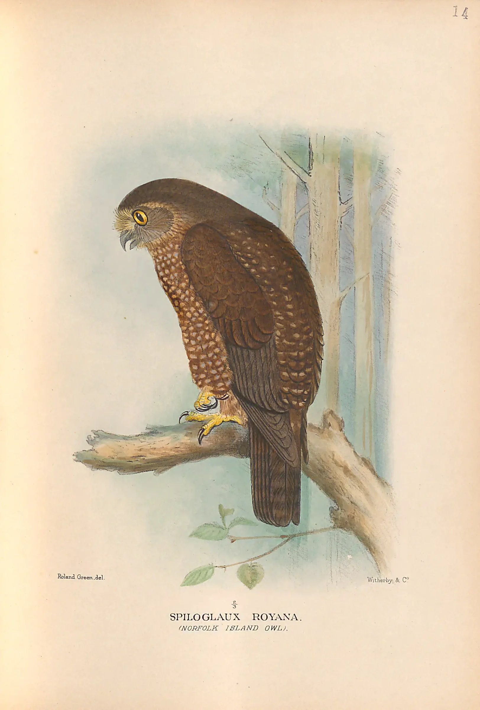Historical bird plate: Identification needs research