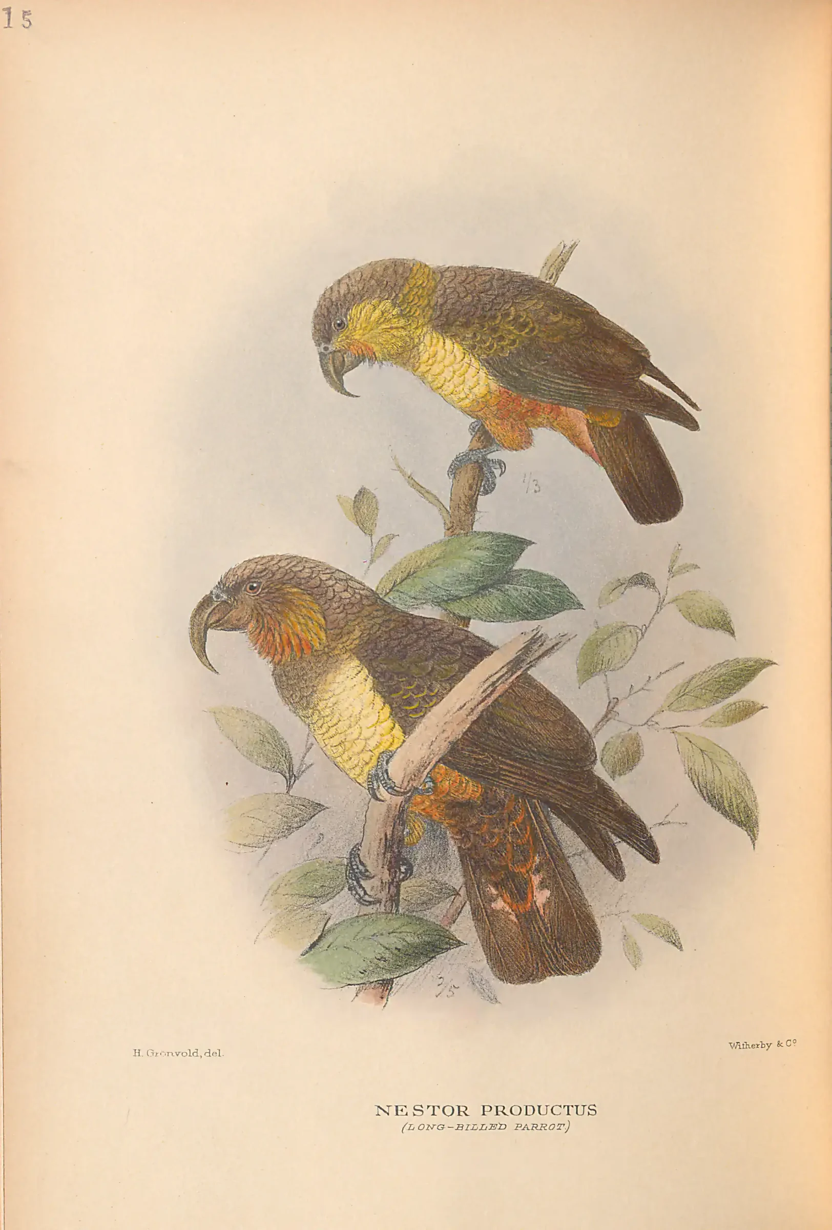 Historical bird plate: Norfolk Kaka
