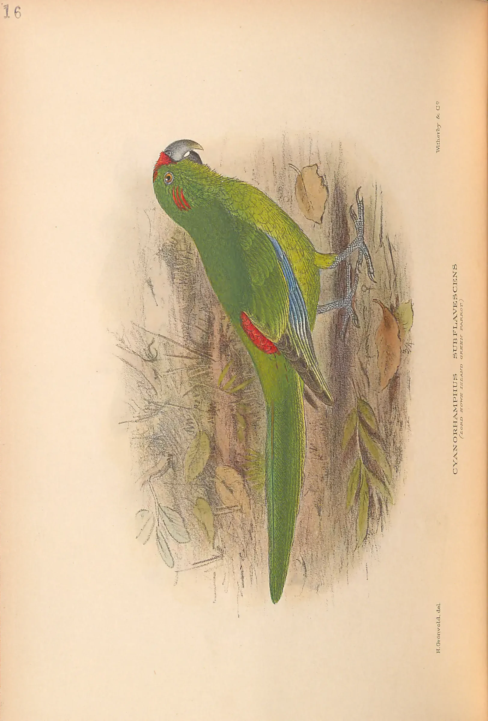 Historical bird plate: Identification needs research