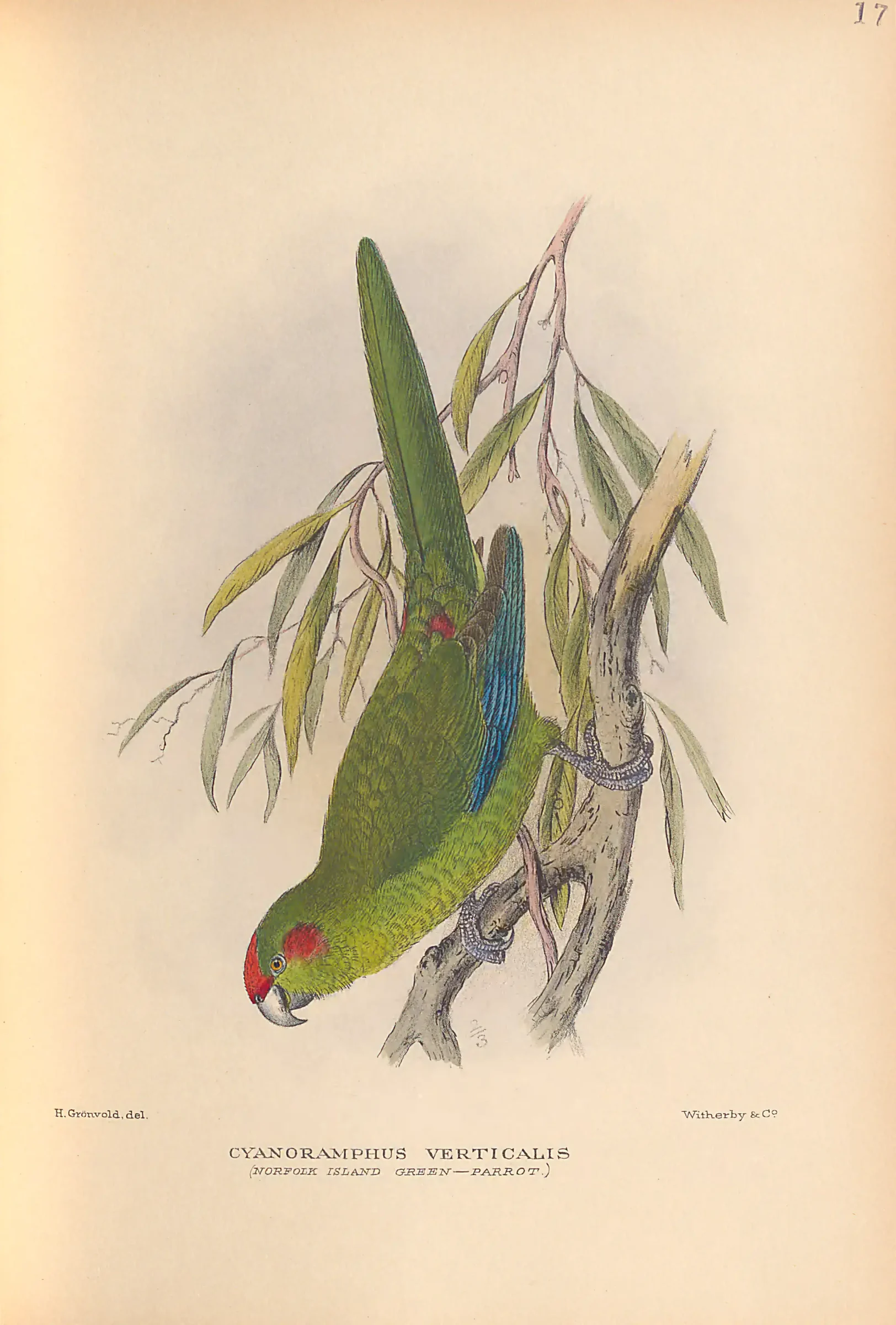 Historical bird plate: Identification needs research
