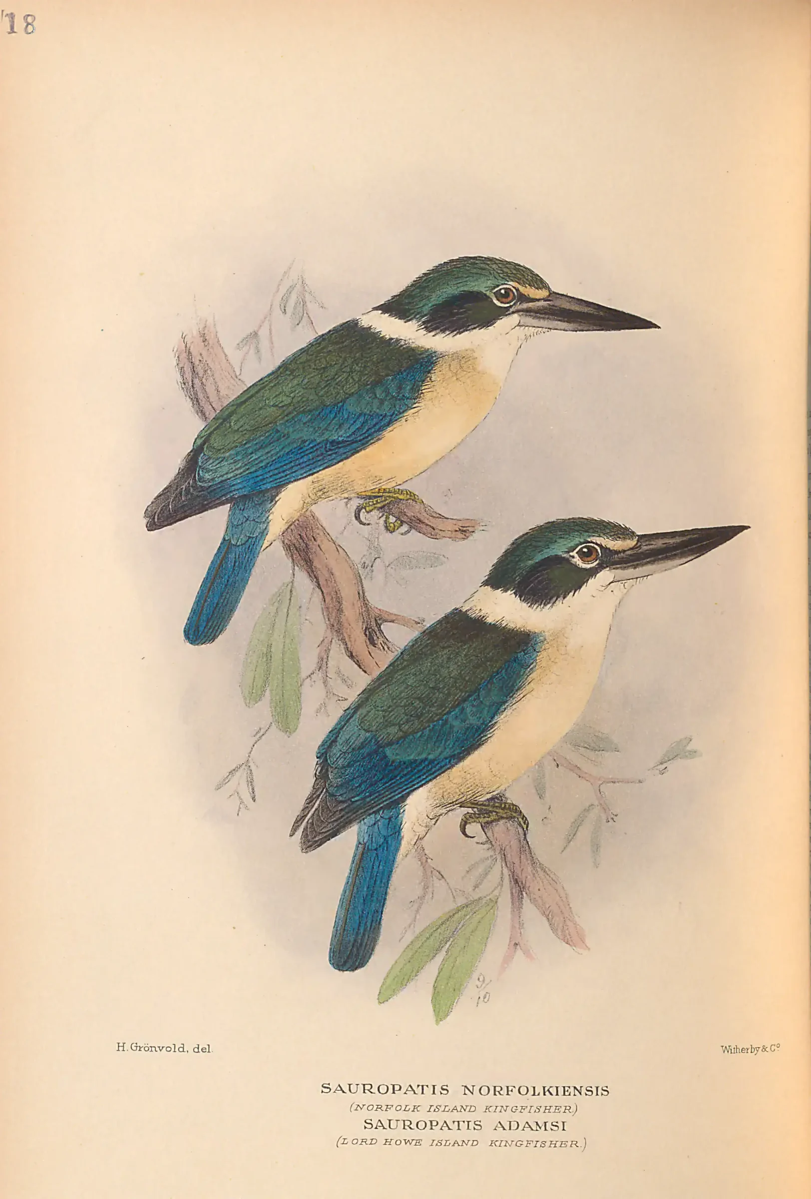 Historical bird plate: Identification needs research