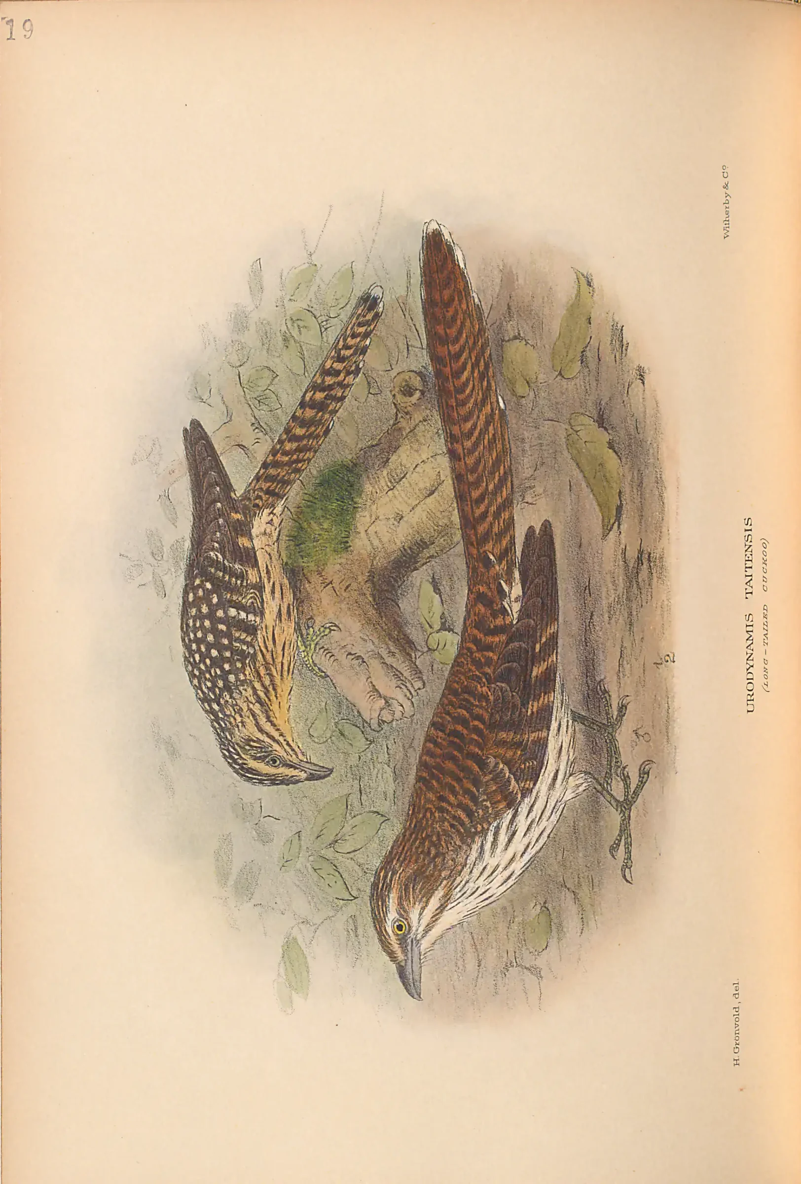 Historical bird plate: Identification needs research