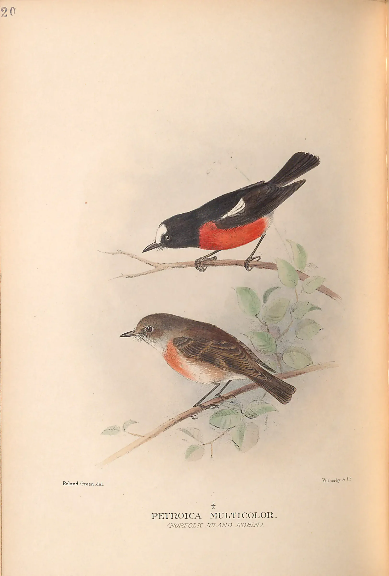 Historical bird plate: Norfolk Robin
