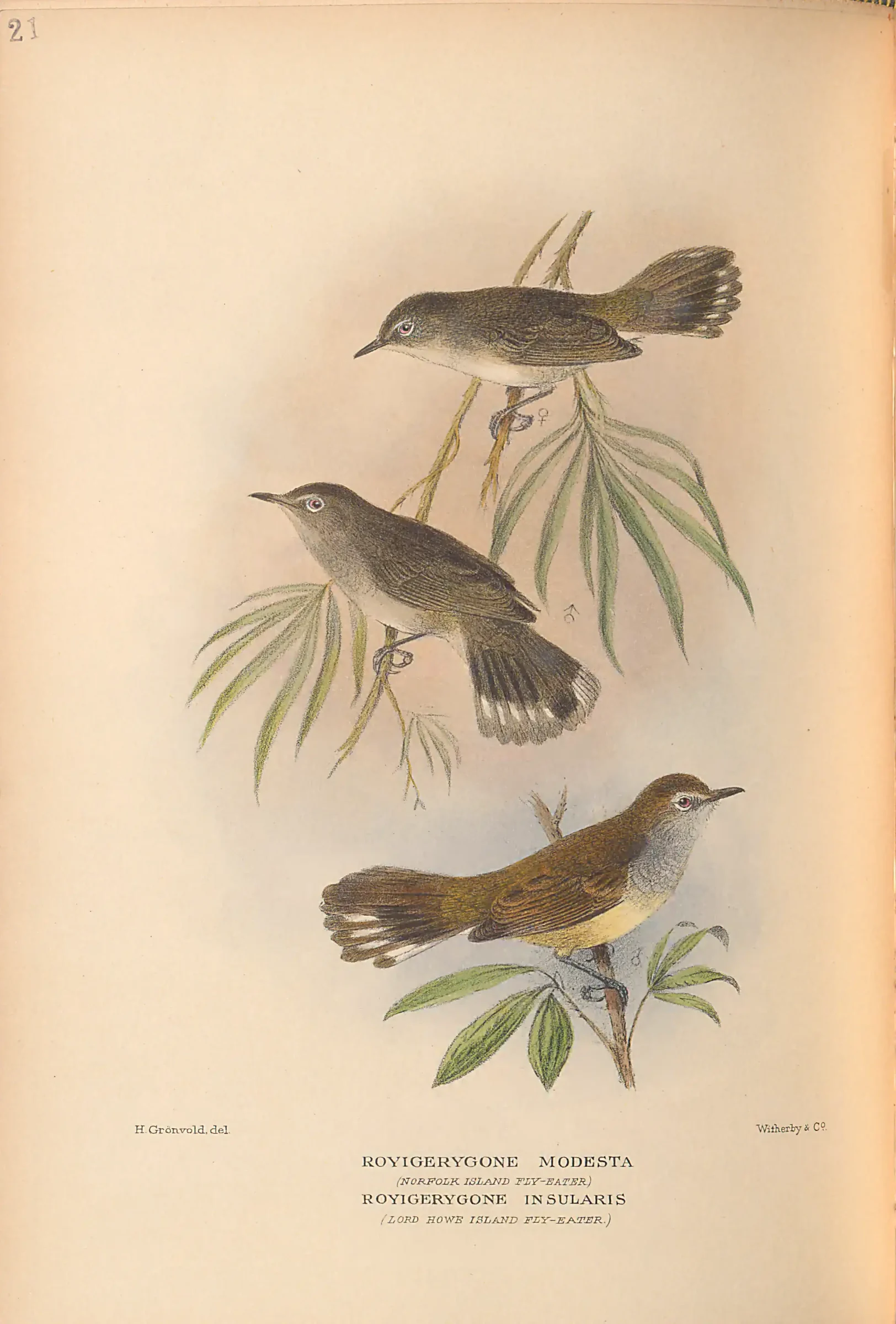 Historical bird plate: Norfolk Gerygone