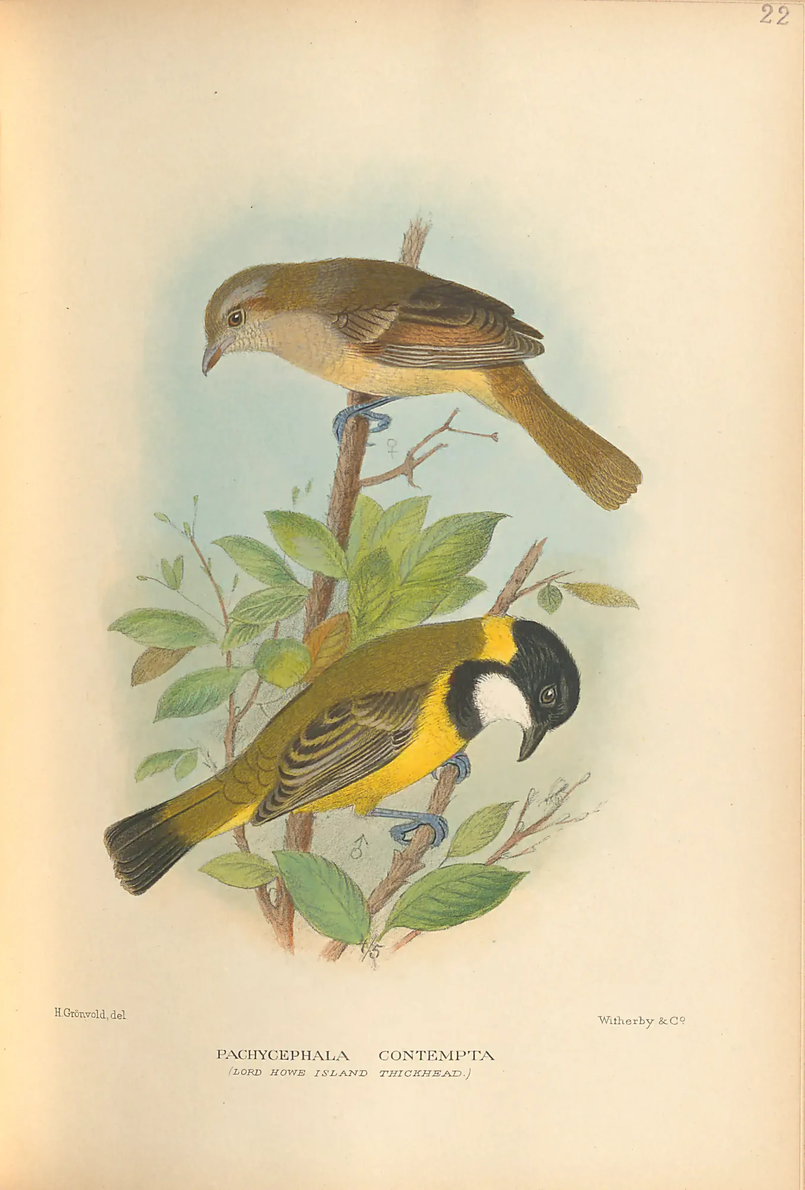 Historical bird plate: Identification needs research