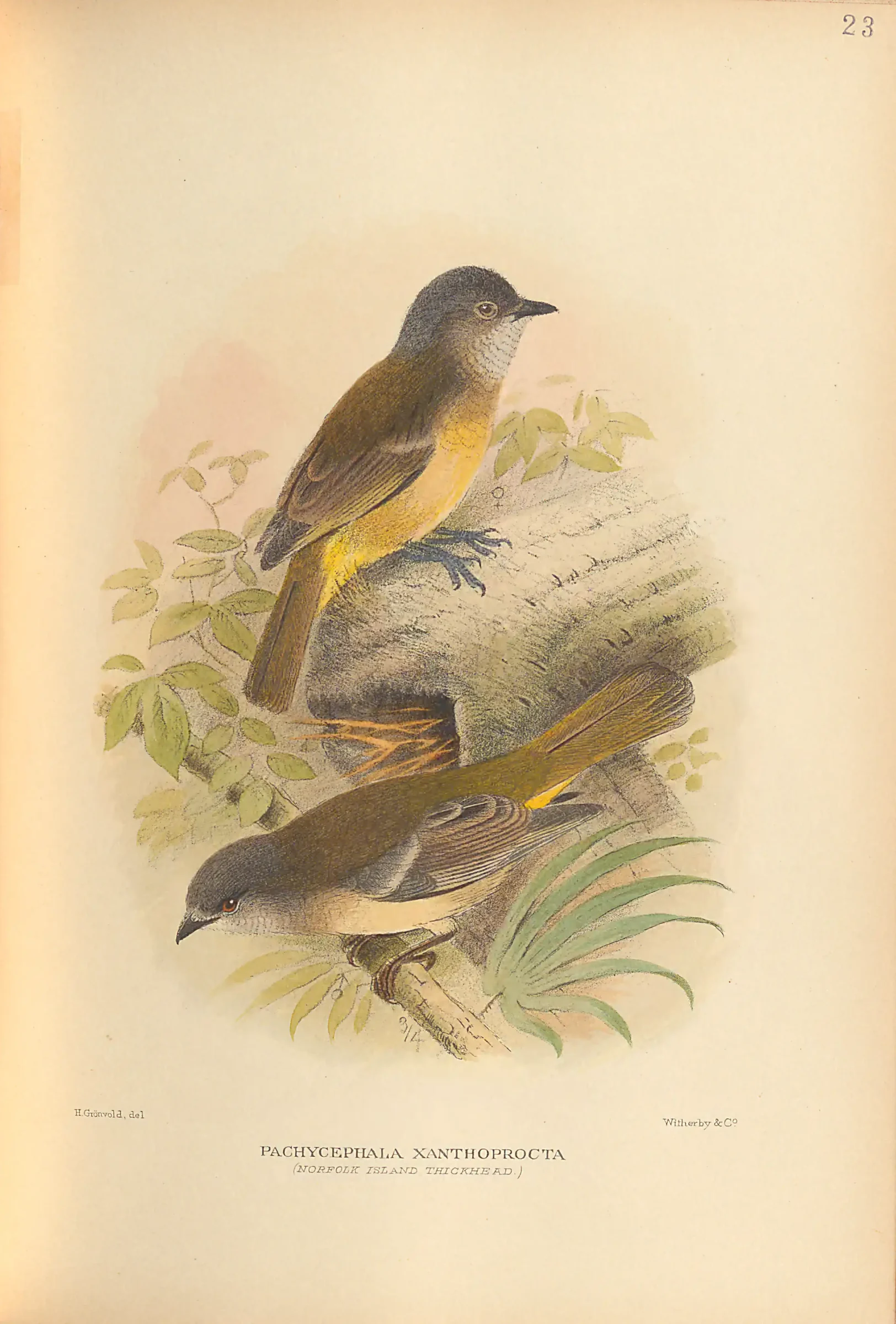 Historical bird plate: Identification needs research