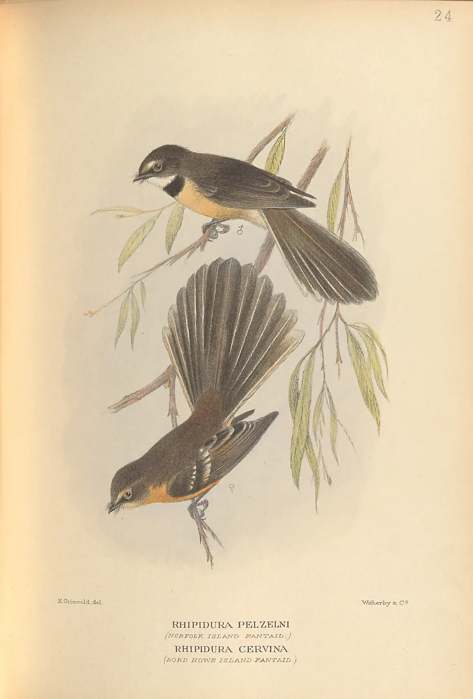 Historical bird plate: New Zealand Fantail