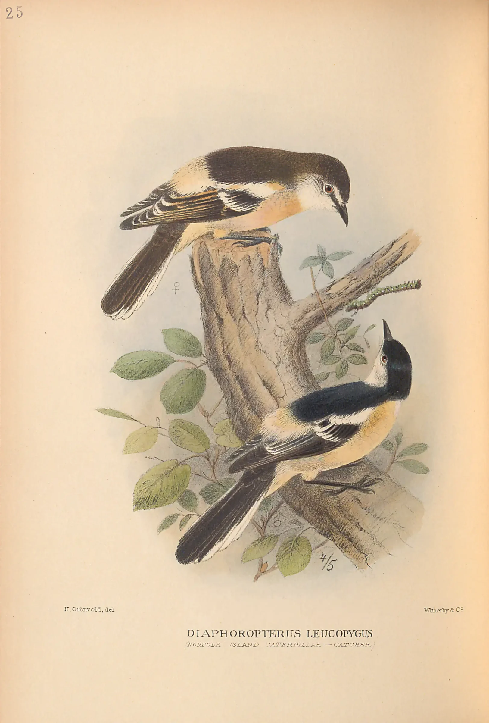 Historical bird plate: Identification needs research
