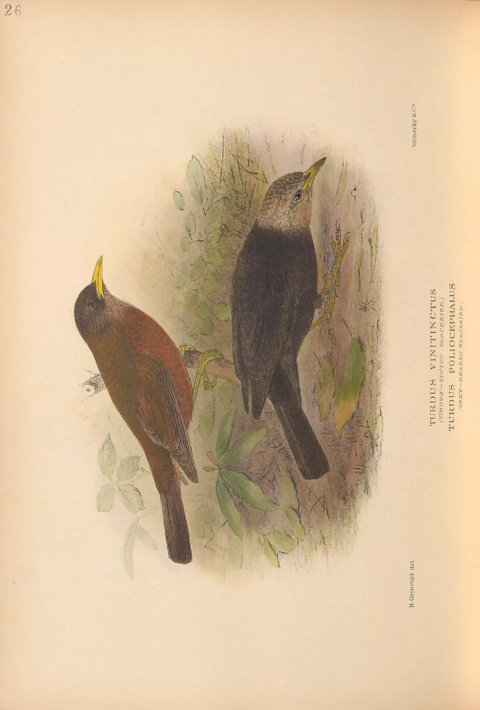 Historical bird plate: African Thrush