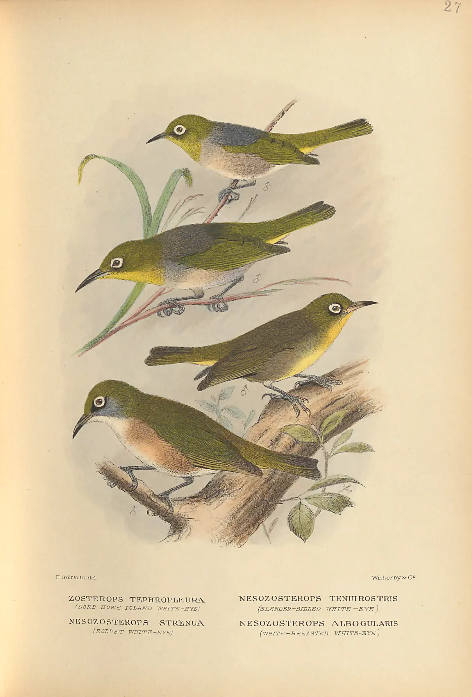 Historical bird plate: White-chested White-eye