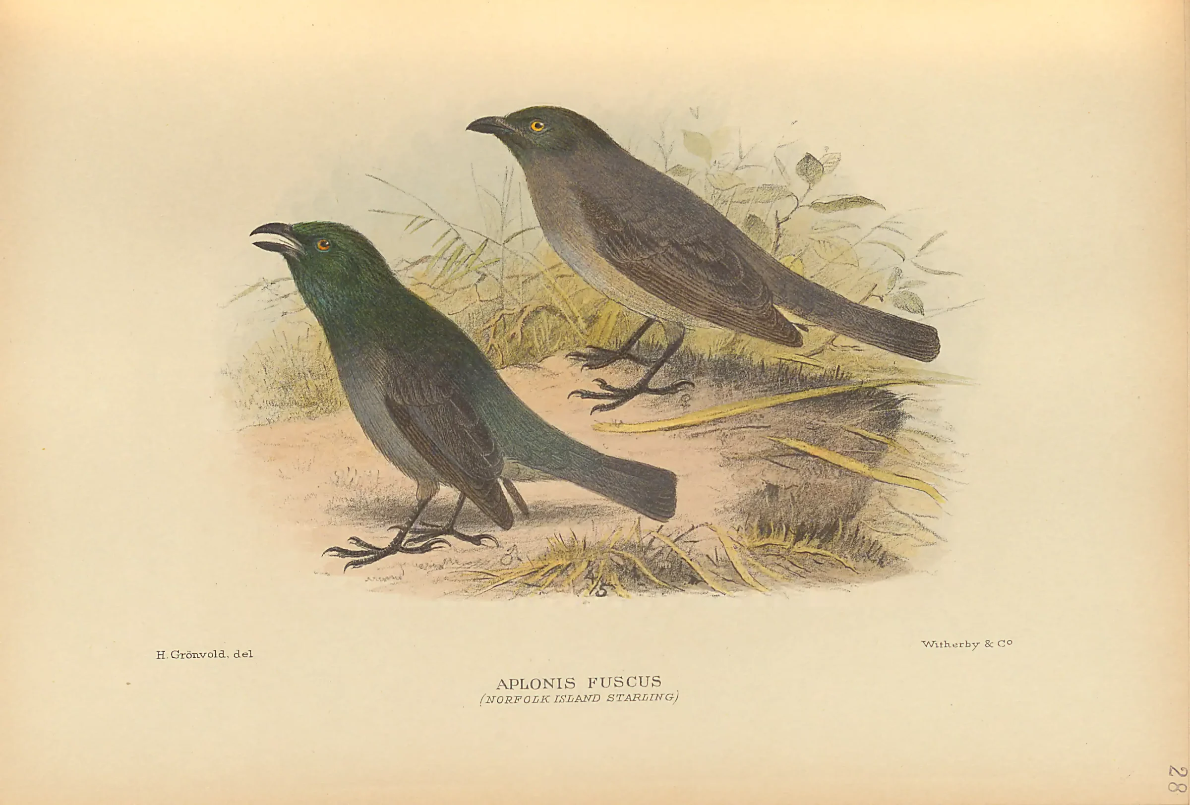 Historical bird plate: Tasman Starling