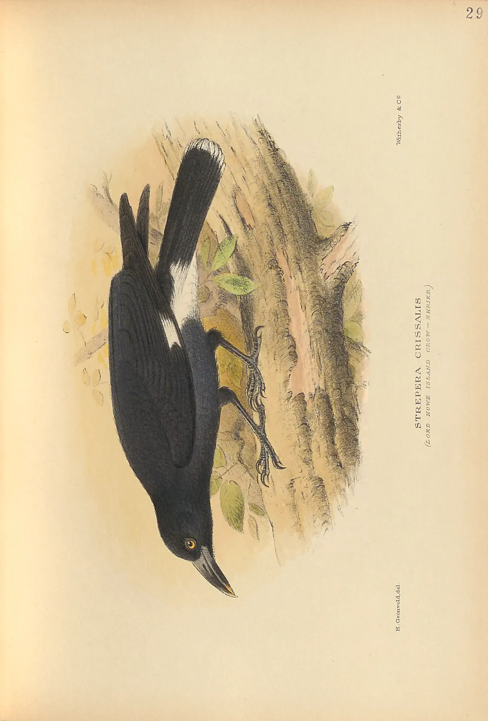 Historical bird plate: Identification needs research