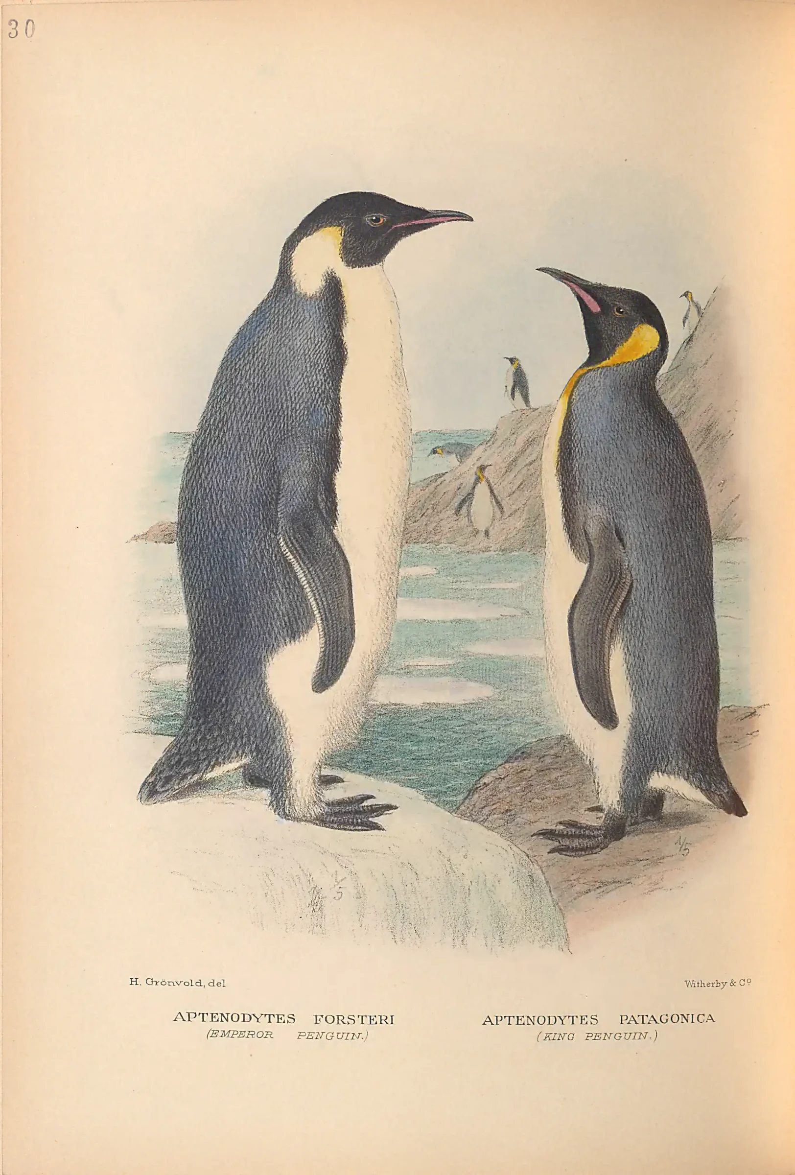 Historical bird plate: King Penguin