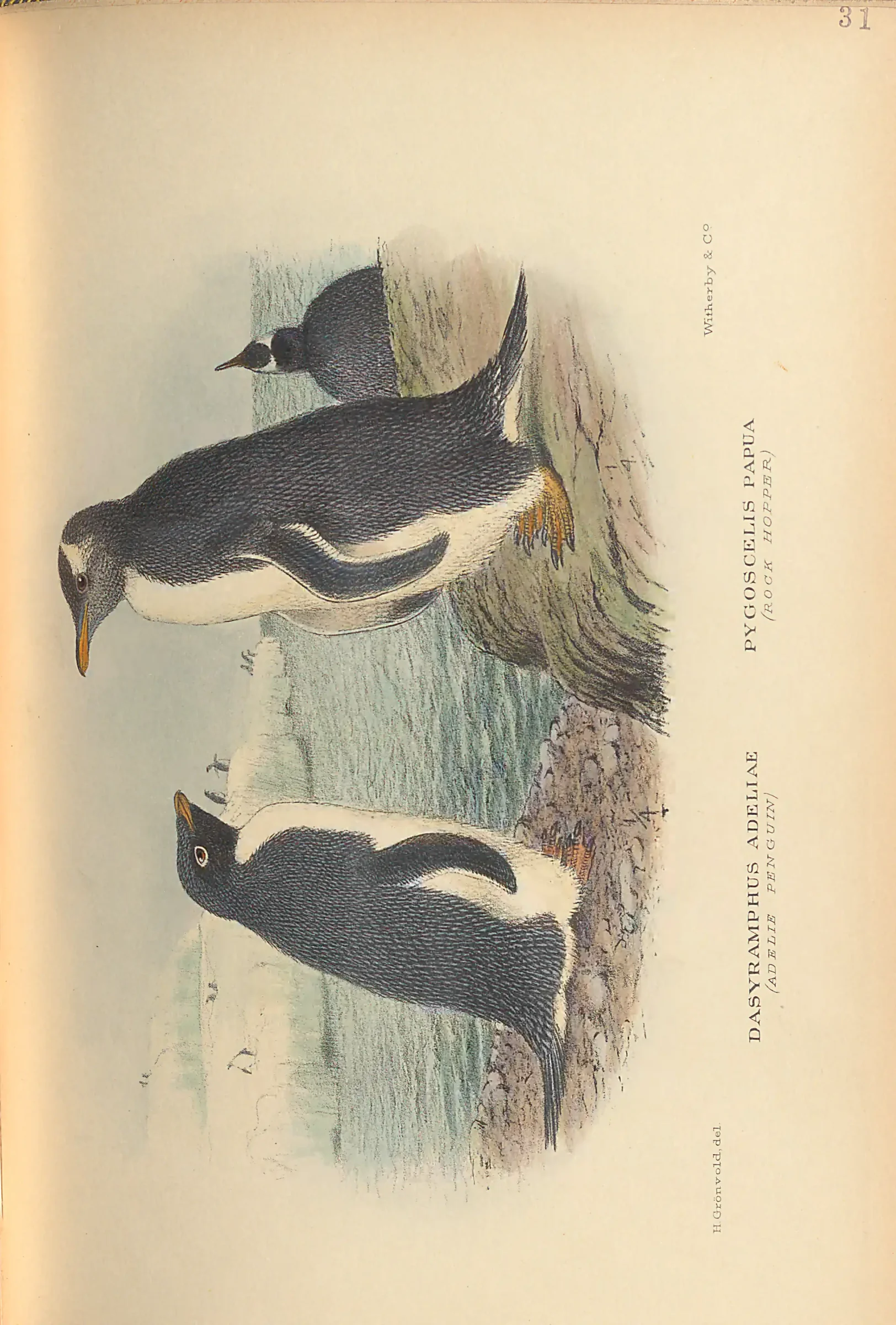 Historical bird plate: Identification needs research