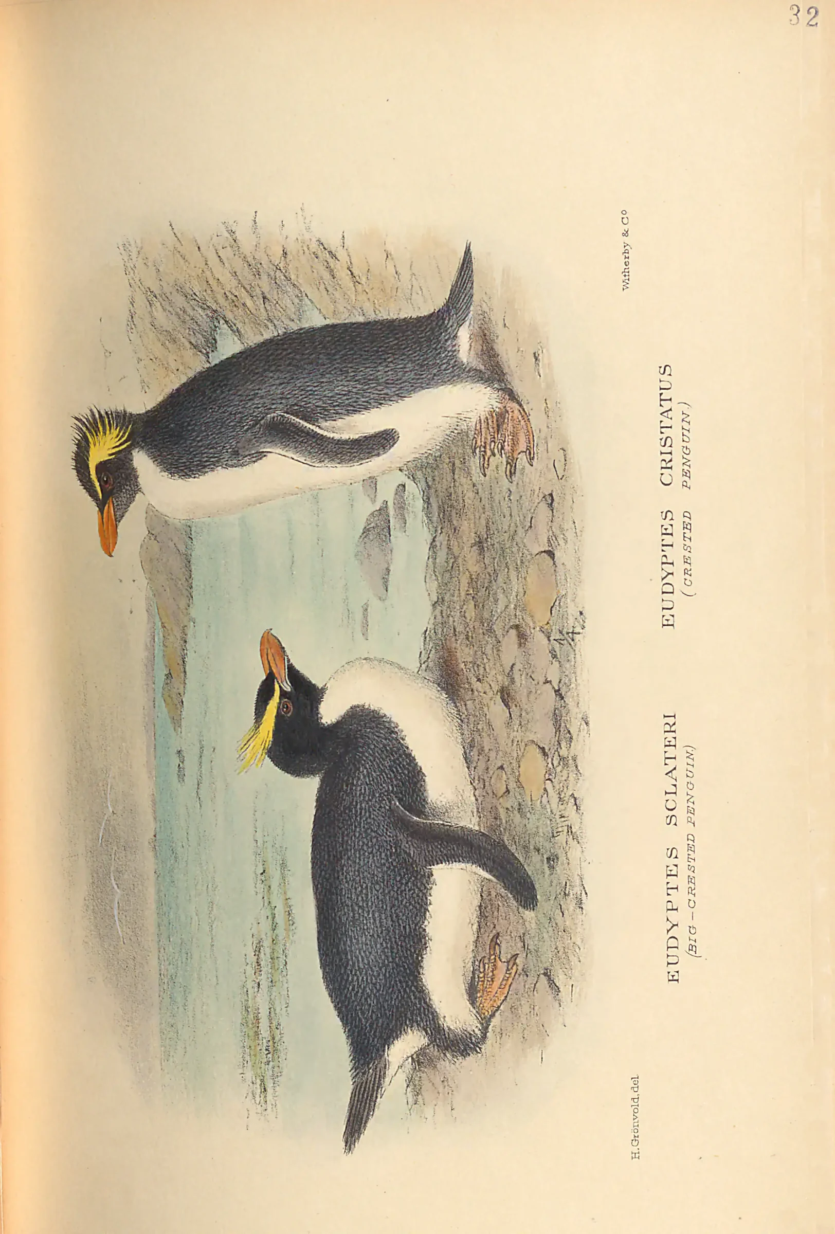 Historical bird plate: Western Rockhopper Penguin
