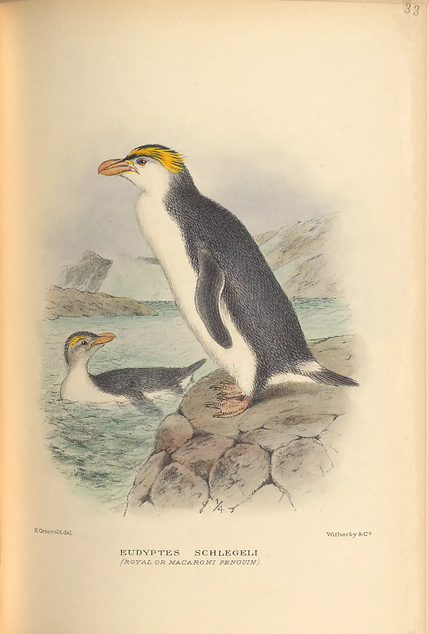 Historical bird plate: Royal Penguin