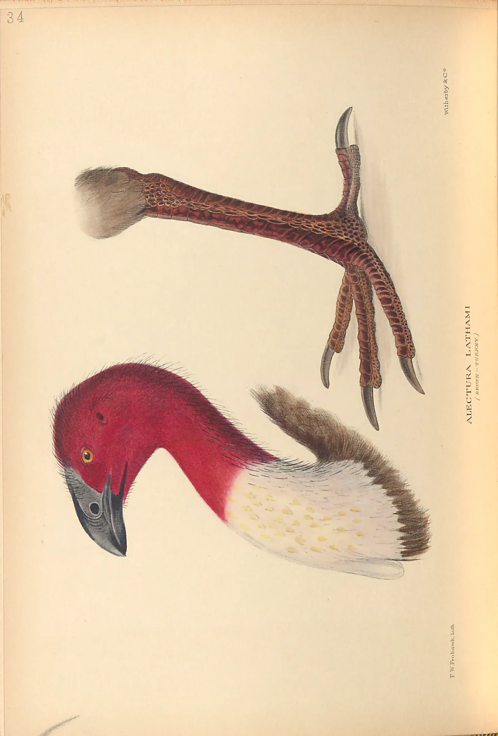 Historical bird plate: Identification needs research