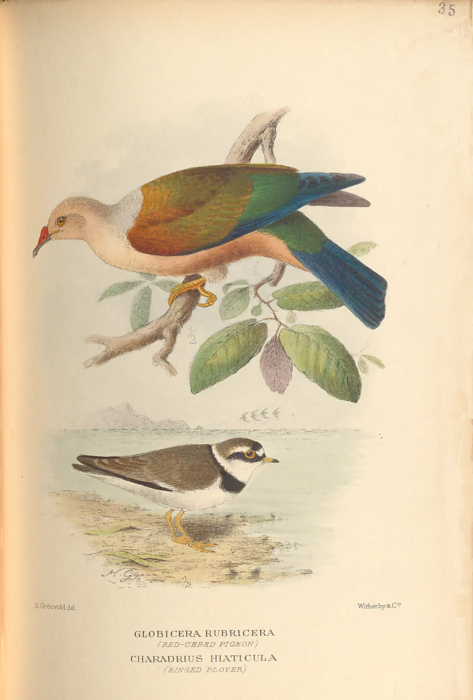 Historical bird plate: Double-banded Plover
