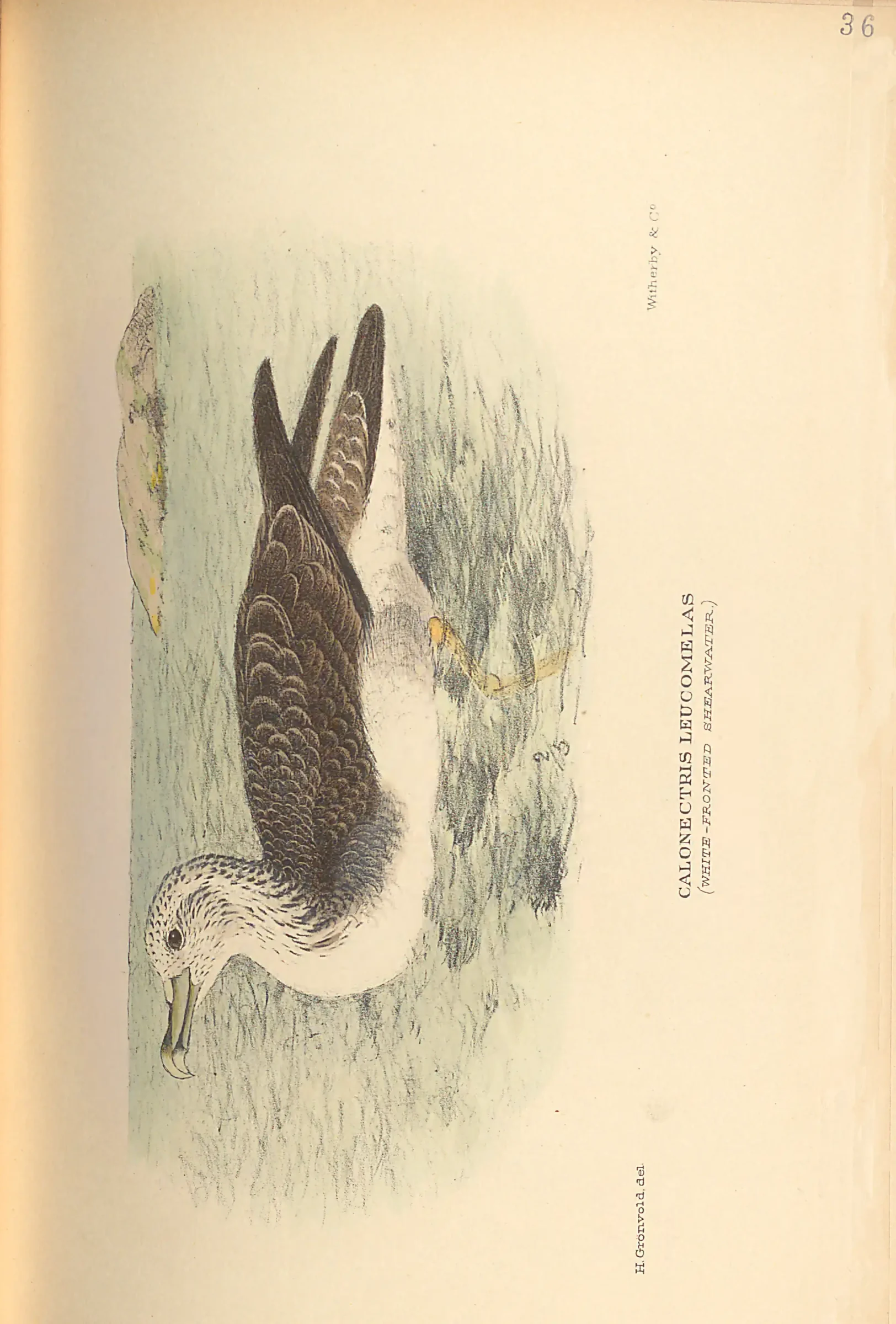 Historical bird plate: Identification needs research