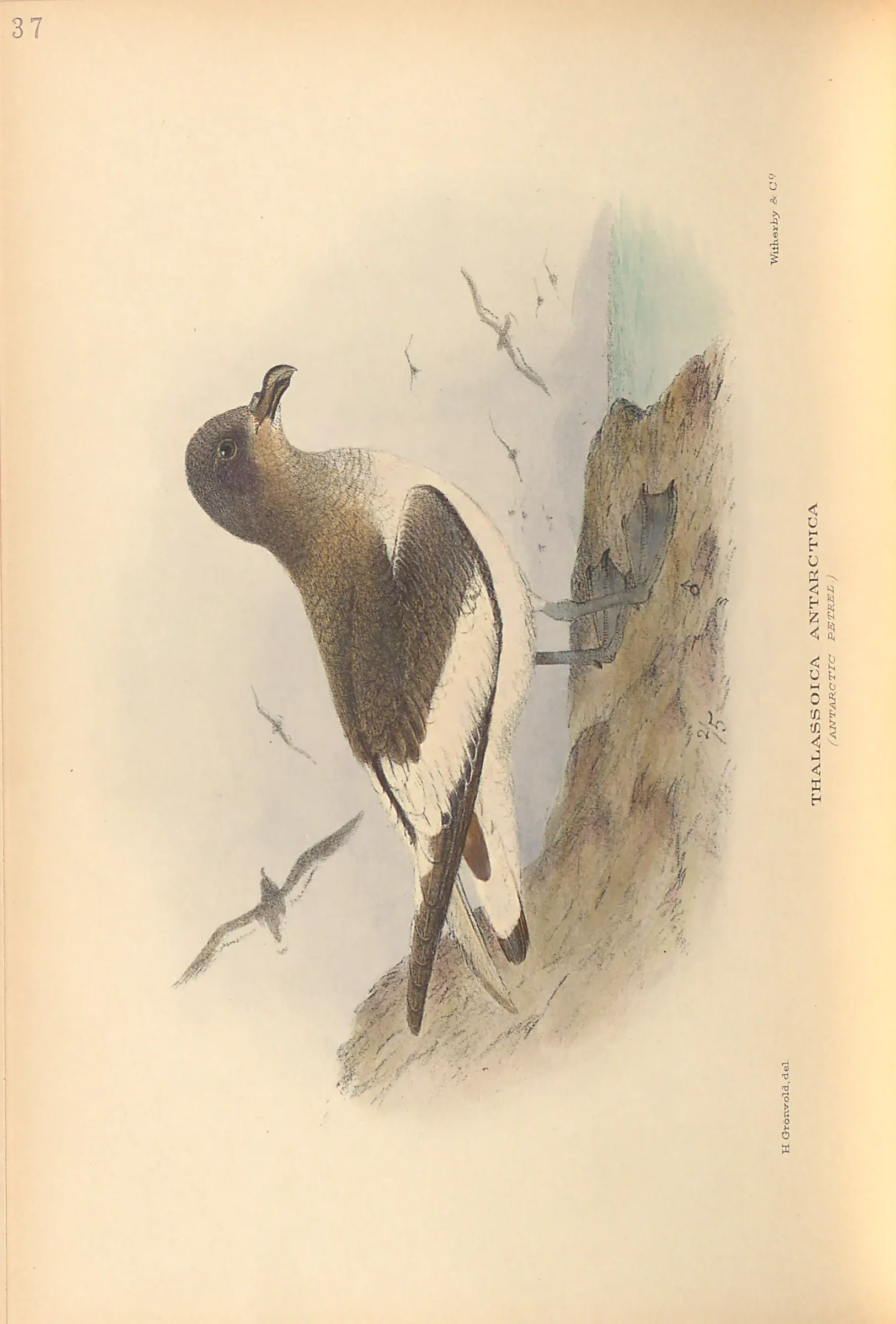 Historical bird plate: Identification needs research