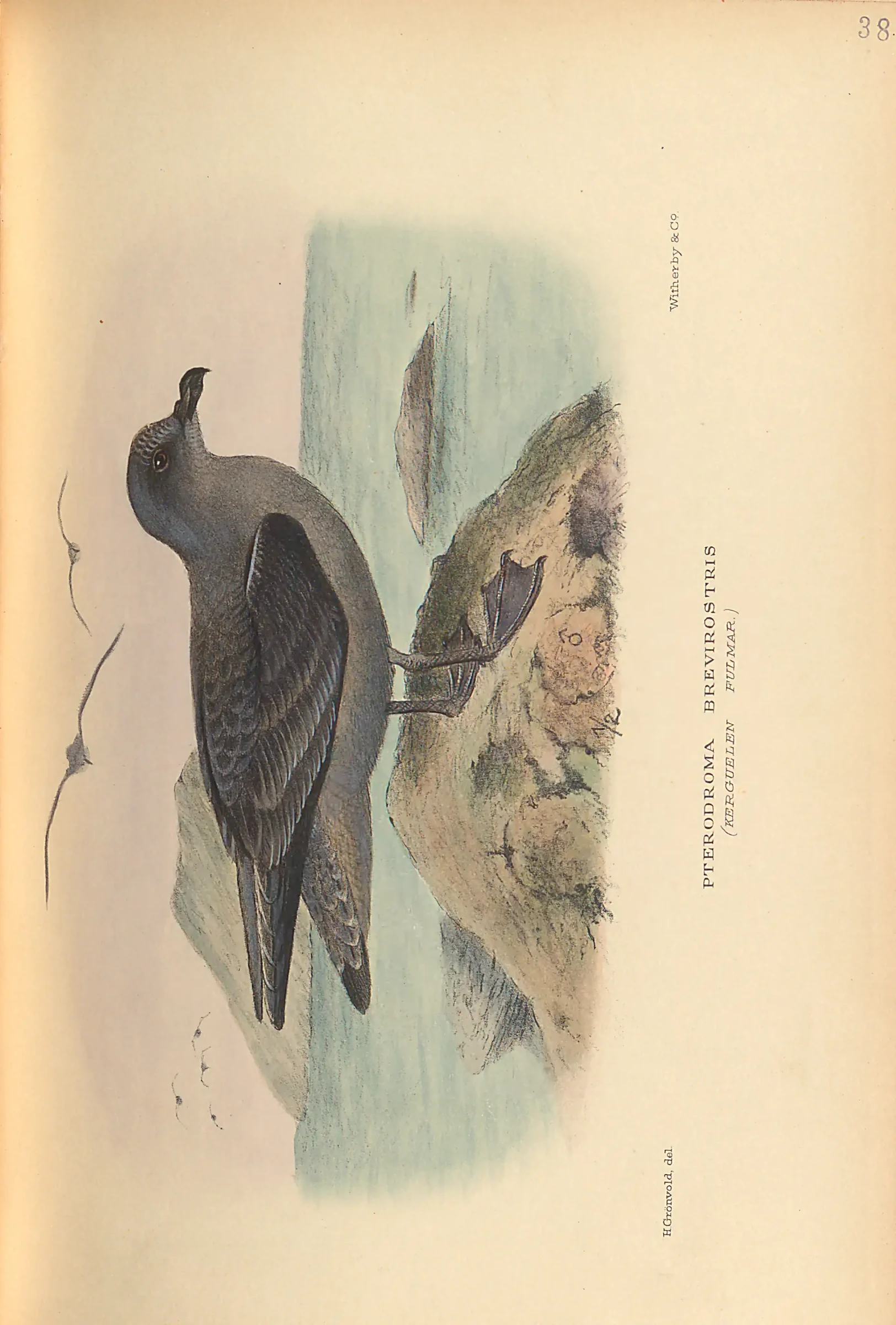 Historical bird plate: Identification needs research